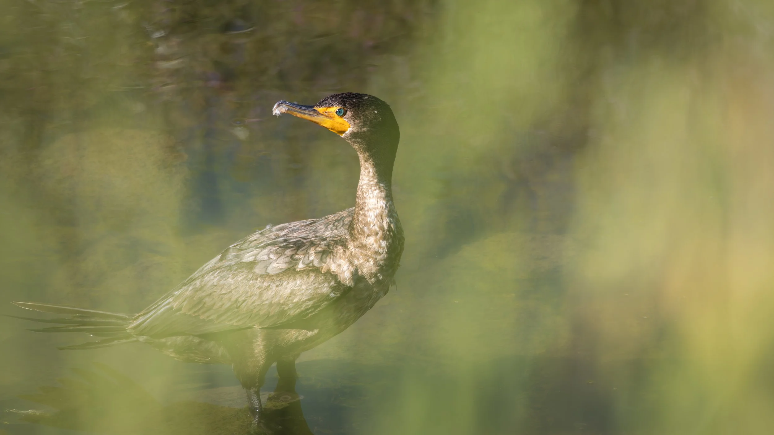 common cormorant 1.jpg