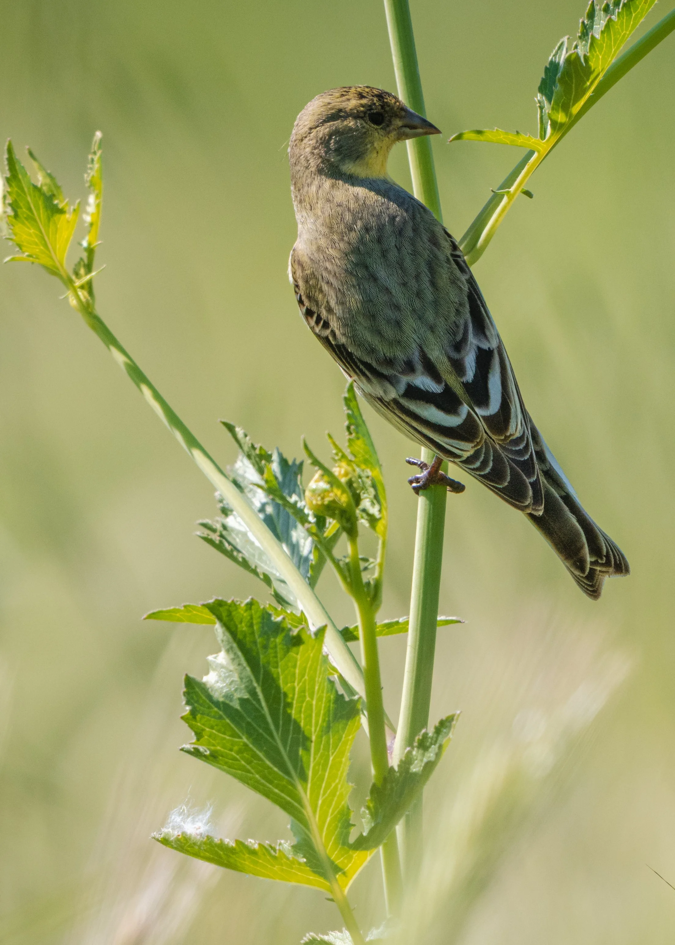 lesser goldfinch 2.jpg