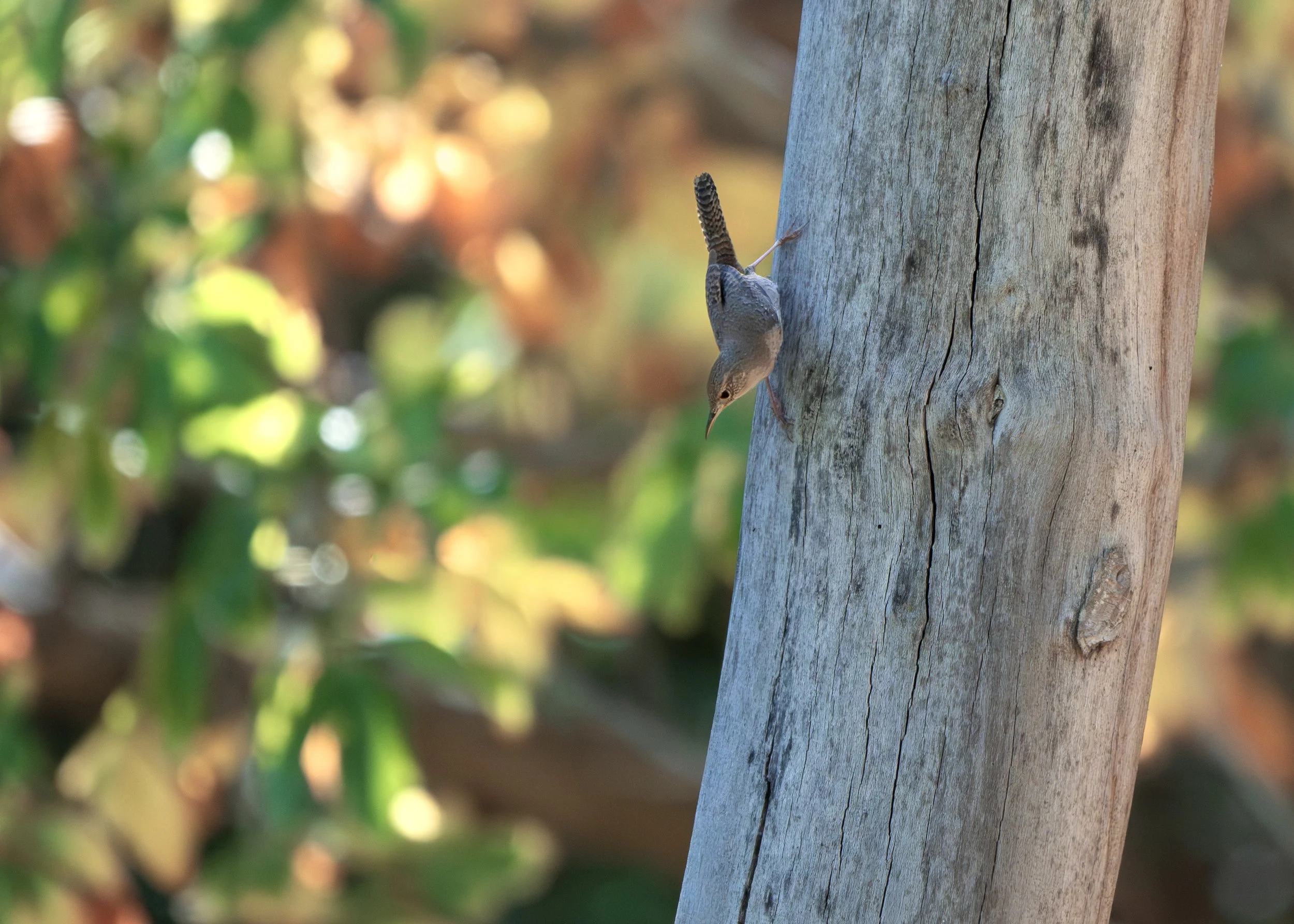 house wren 4.jpg