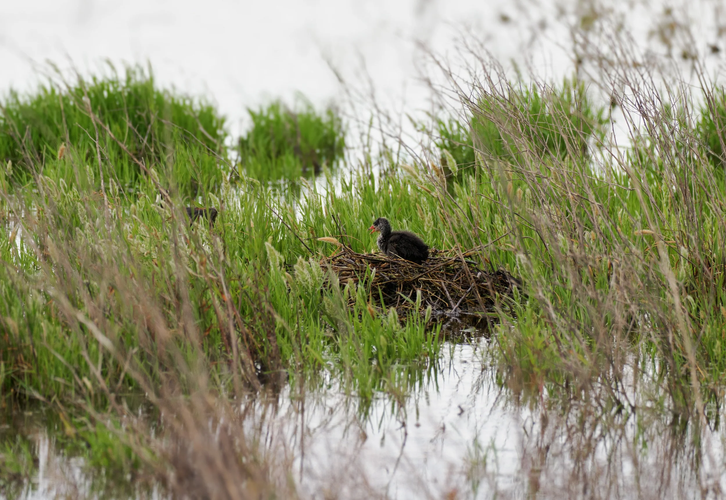 coot chick.jpg