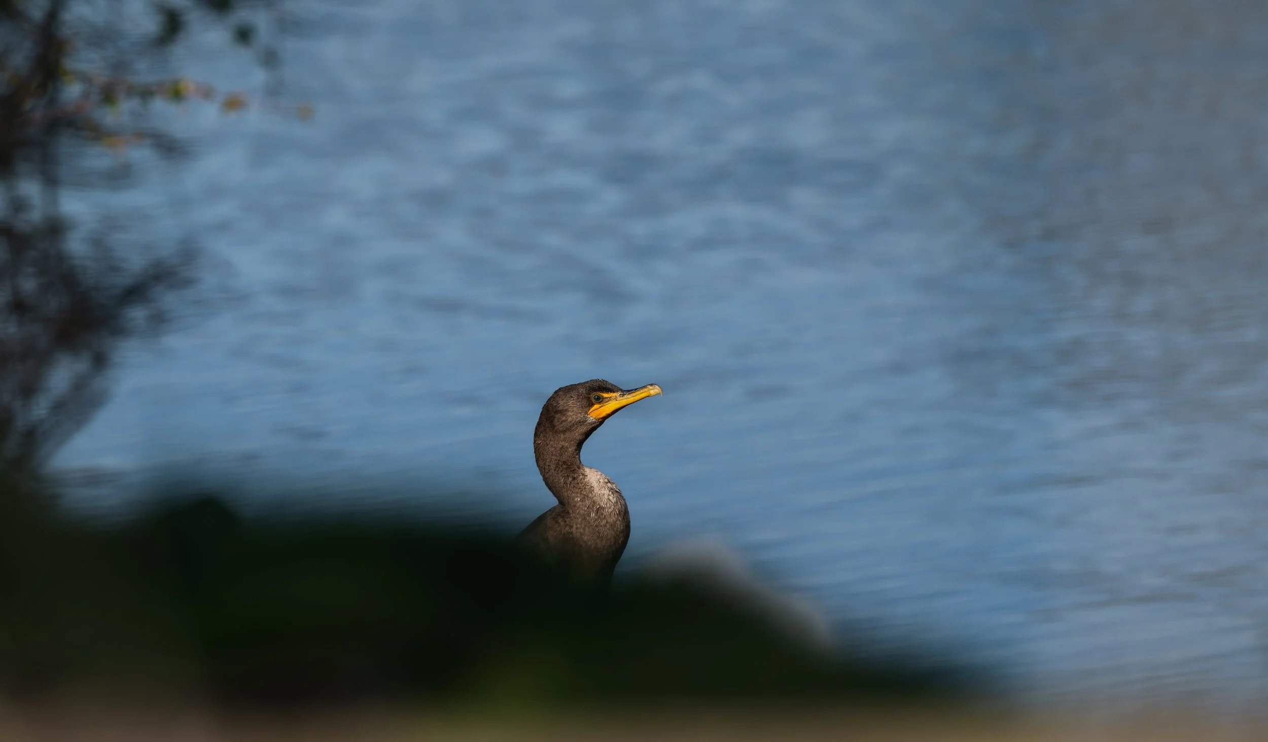 NZ8_4508.jpg