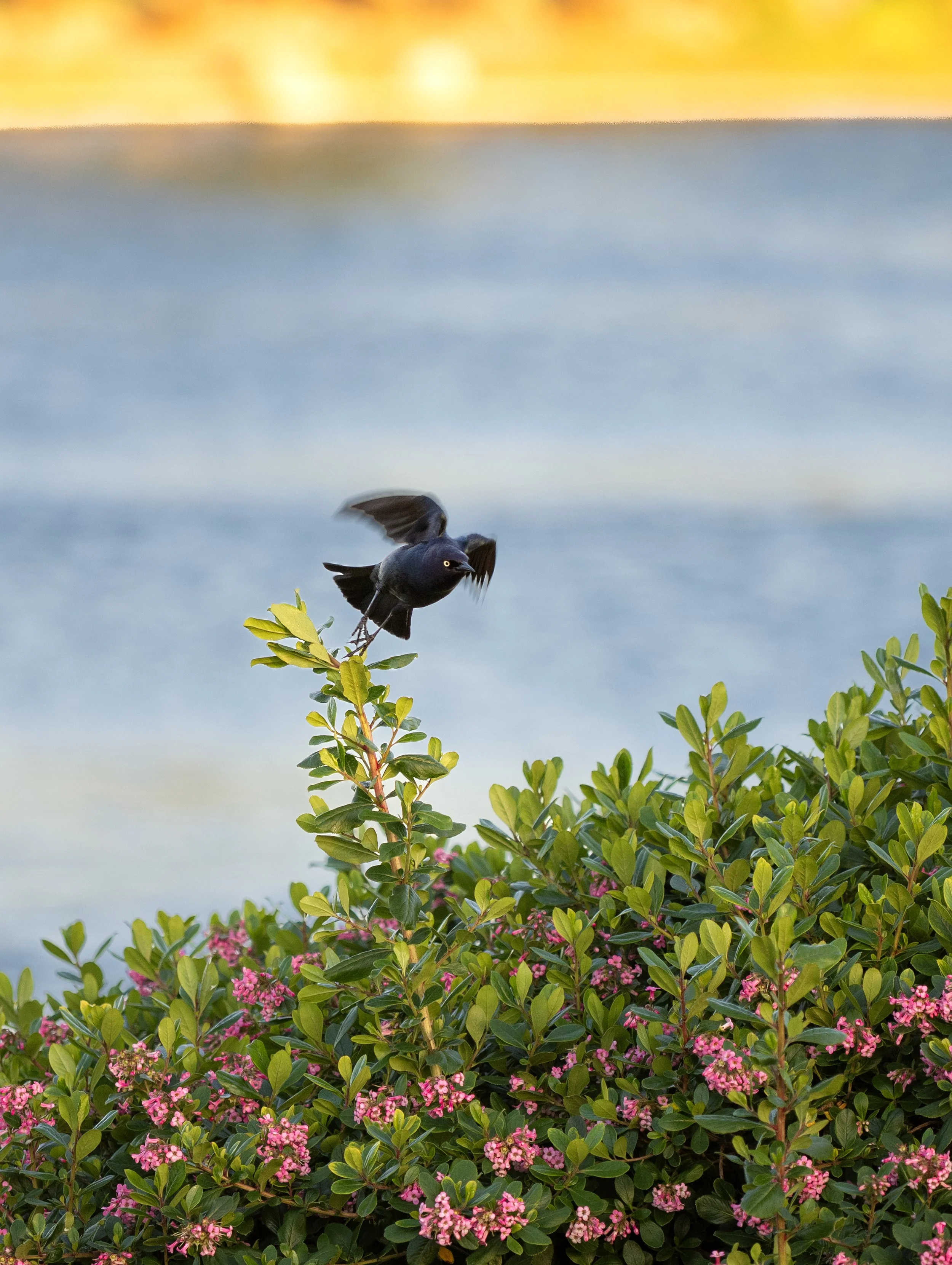 brewer's blackbird.jpg