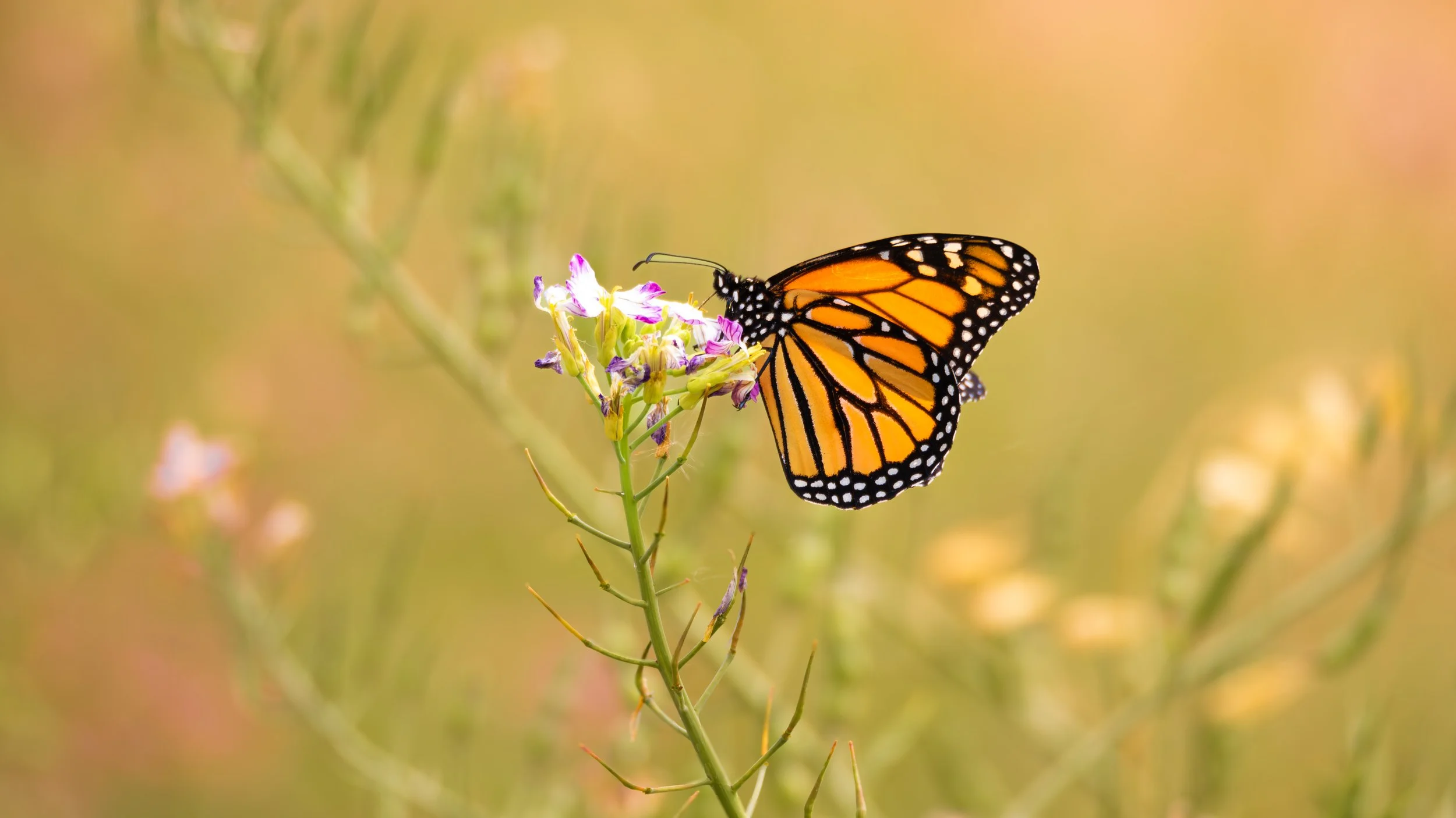 monarch 1.jpg