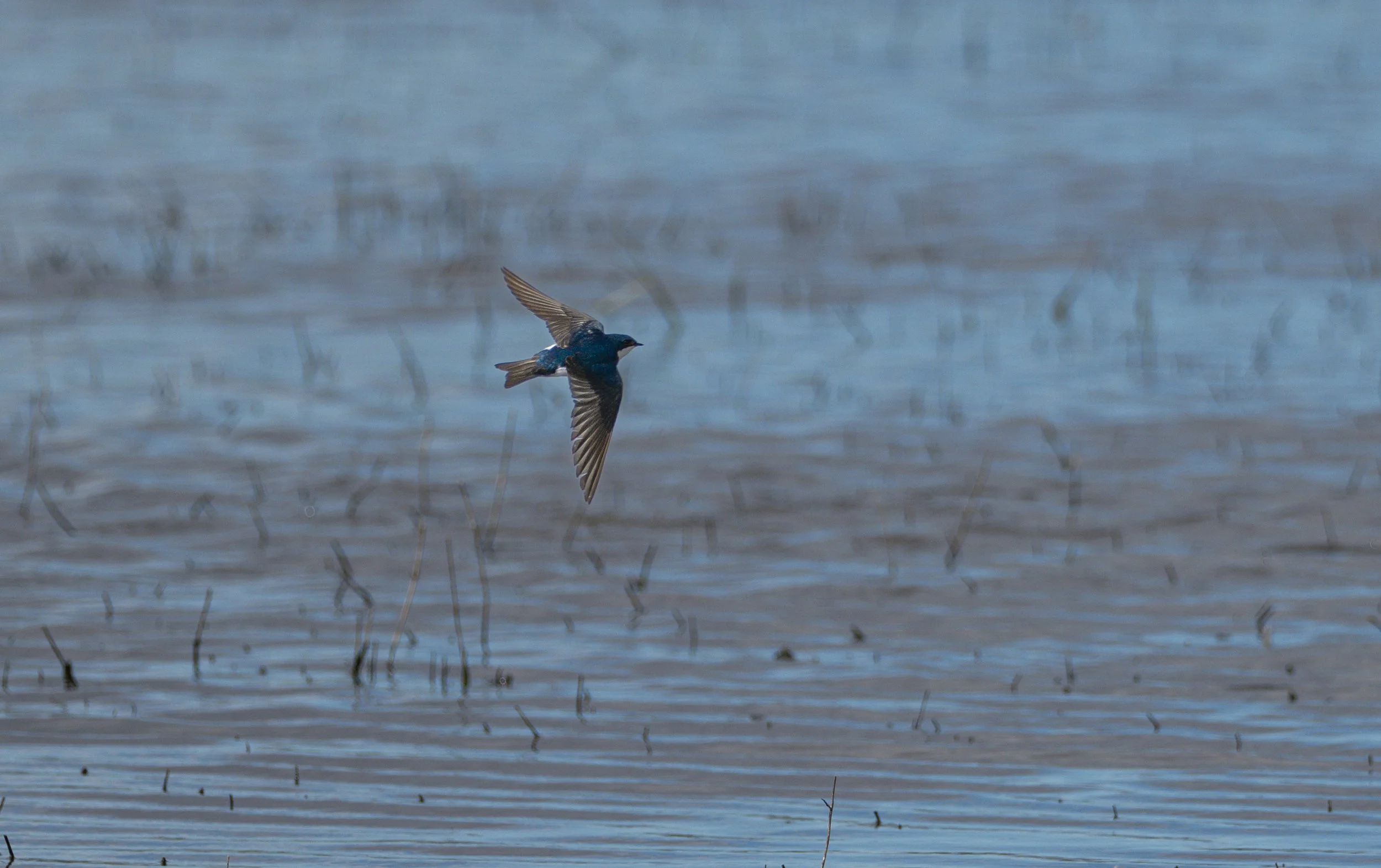 tree swallow 1.jpg