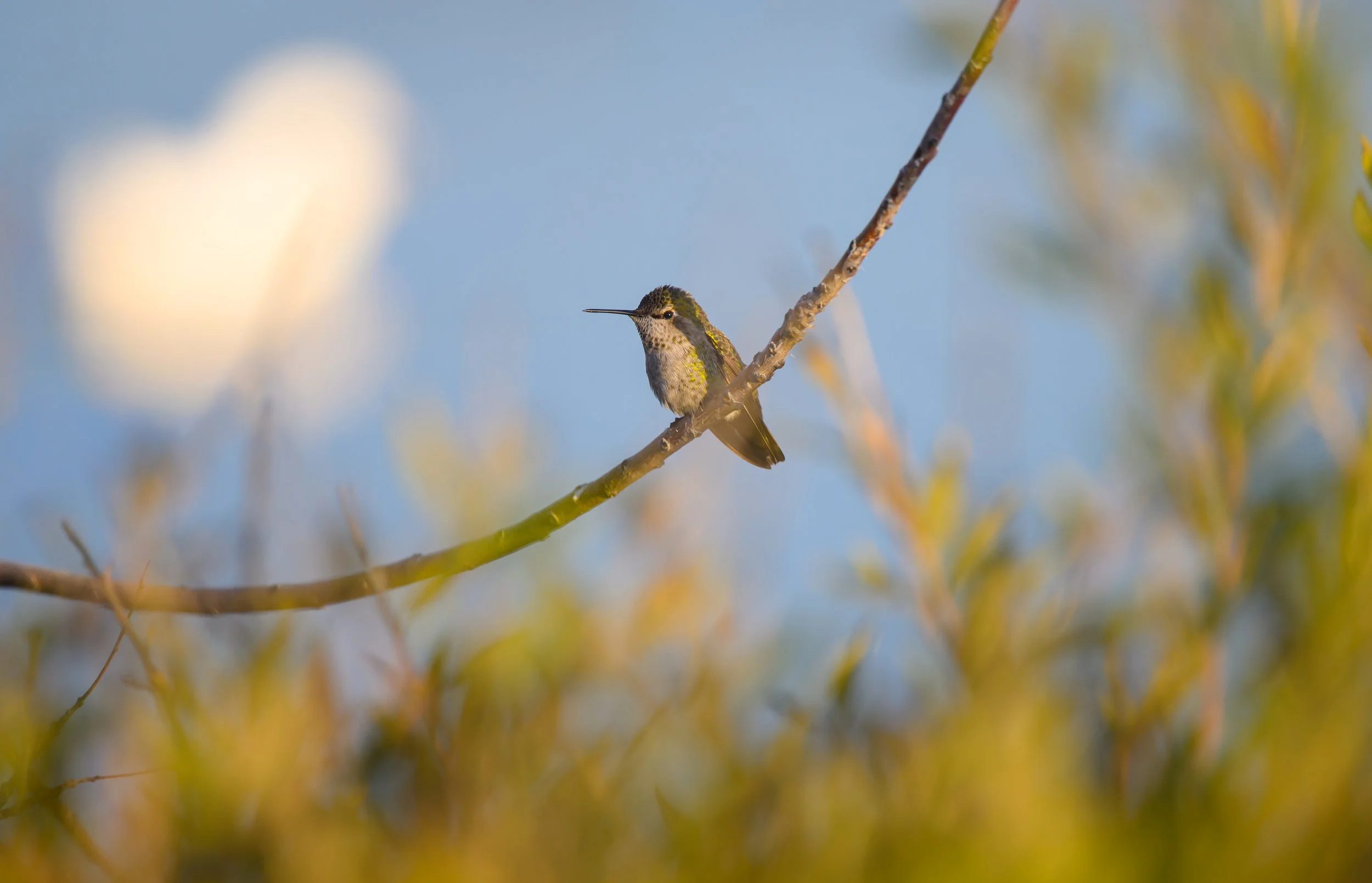 anna's hummongbird 14.jpg