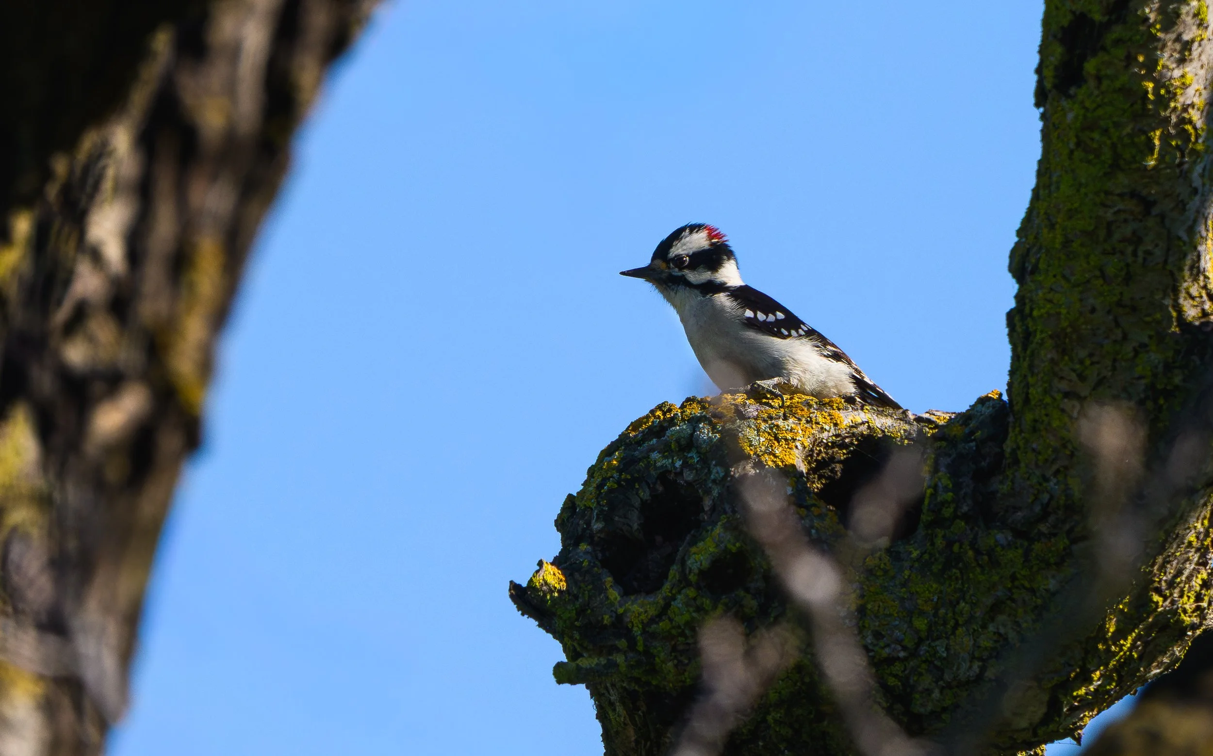NZ8_0462.jpg