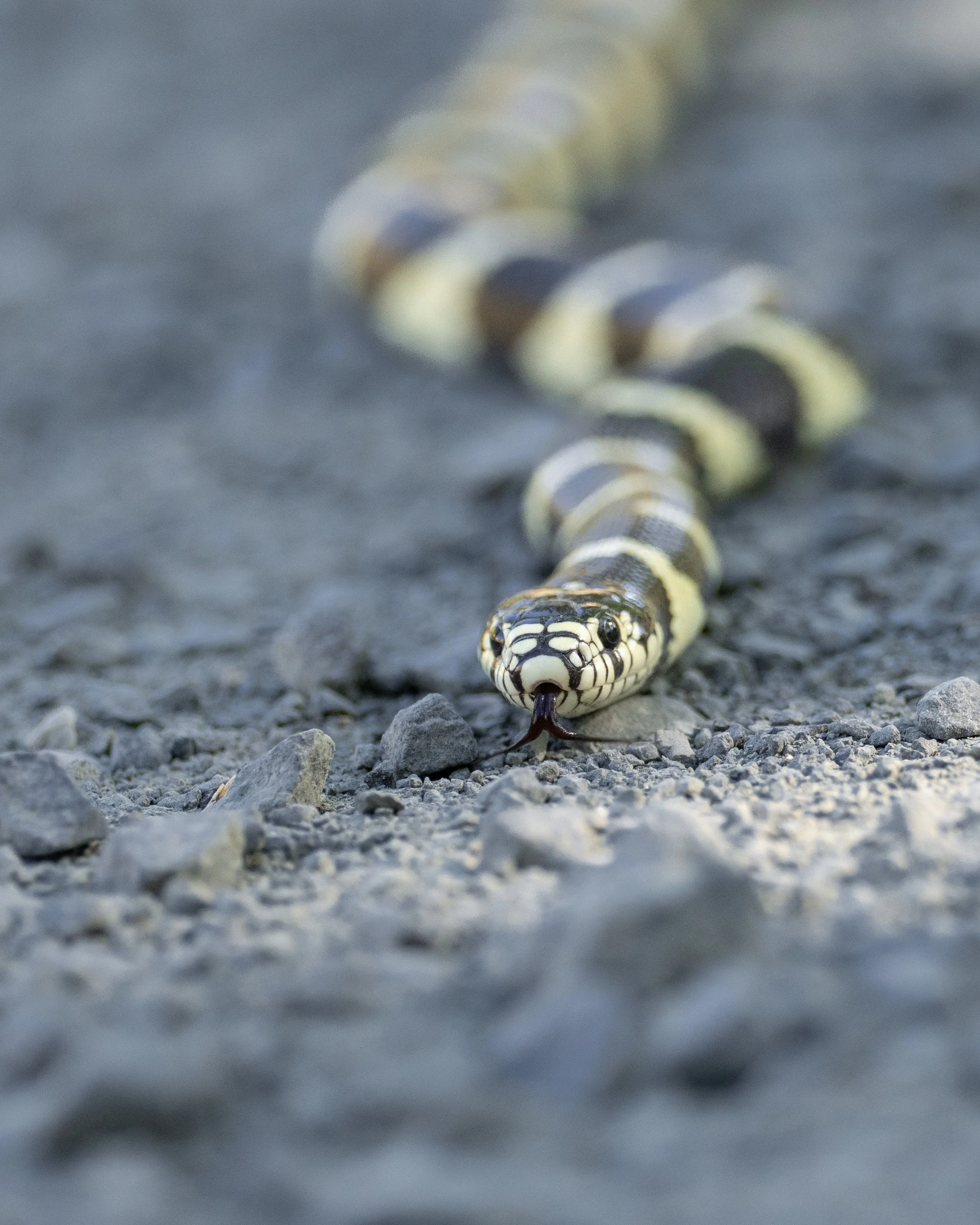 california kingsnake 2.jpg
