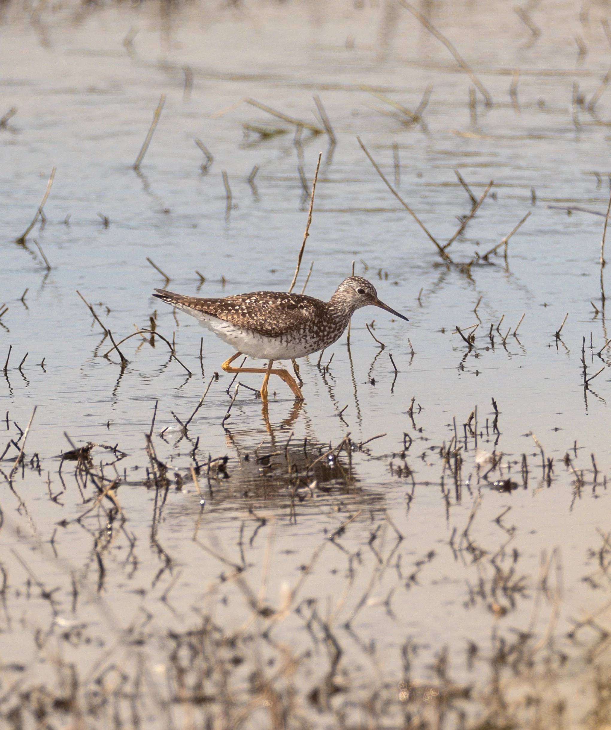 lesser yellowlegs 2.jpg