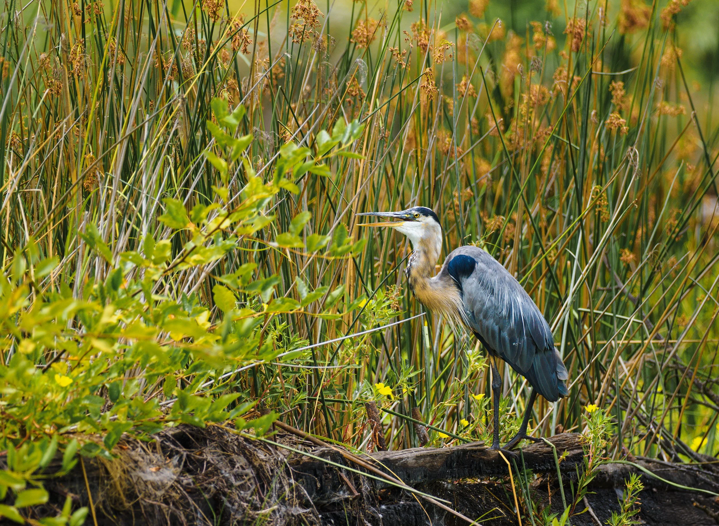 blue heron 2.jpg