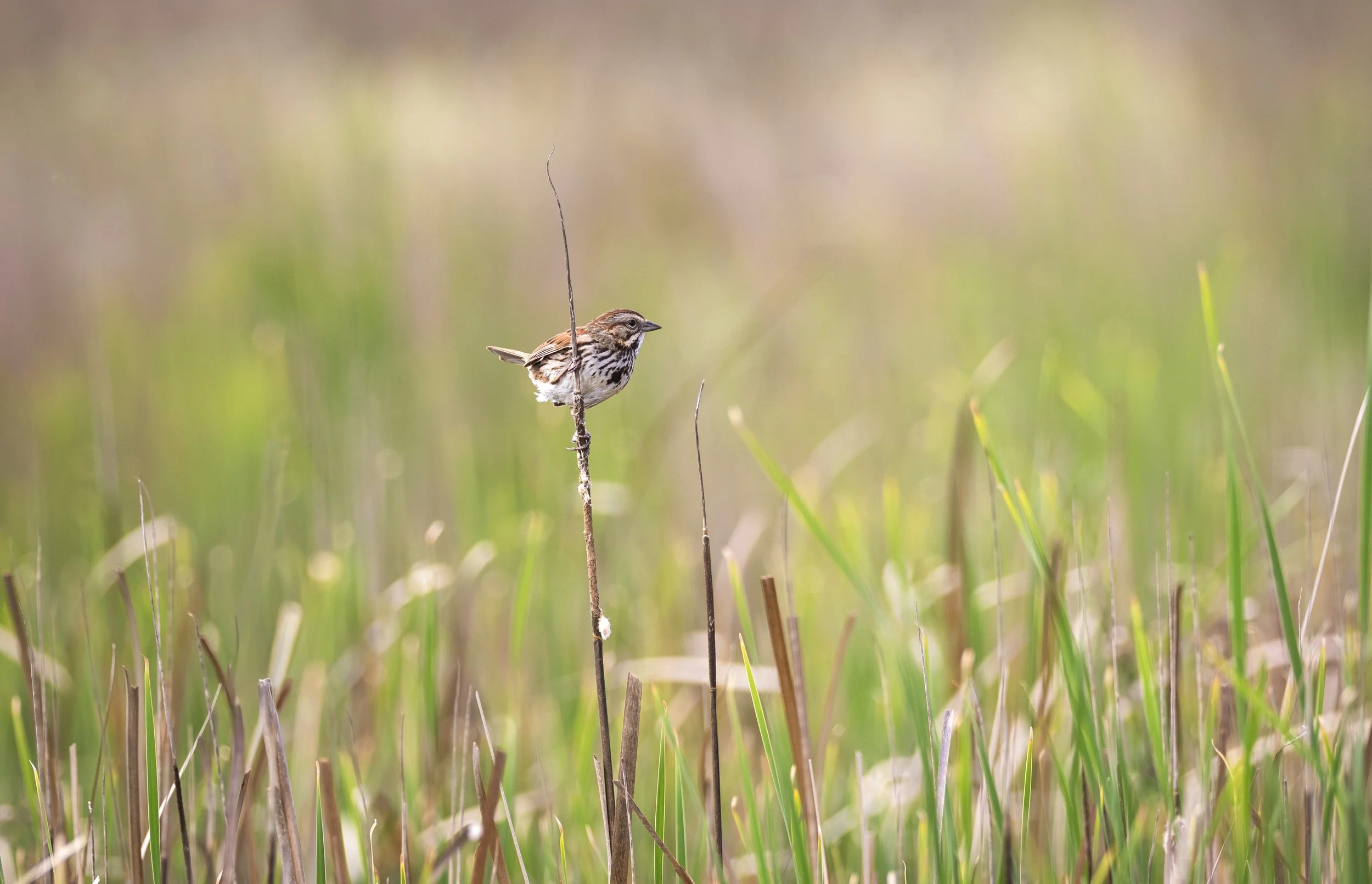 house sparrow.jpg