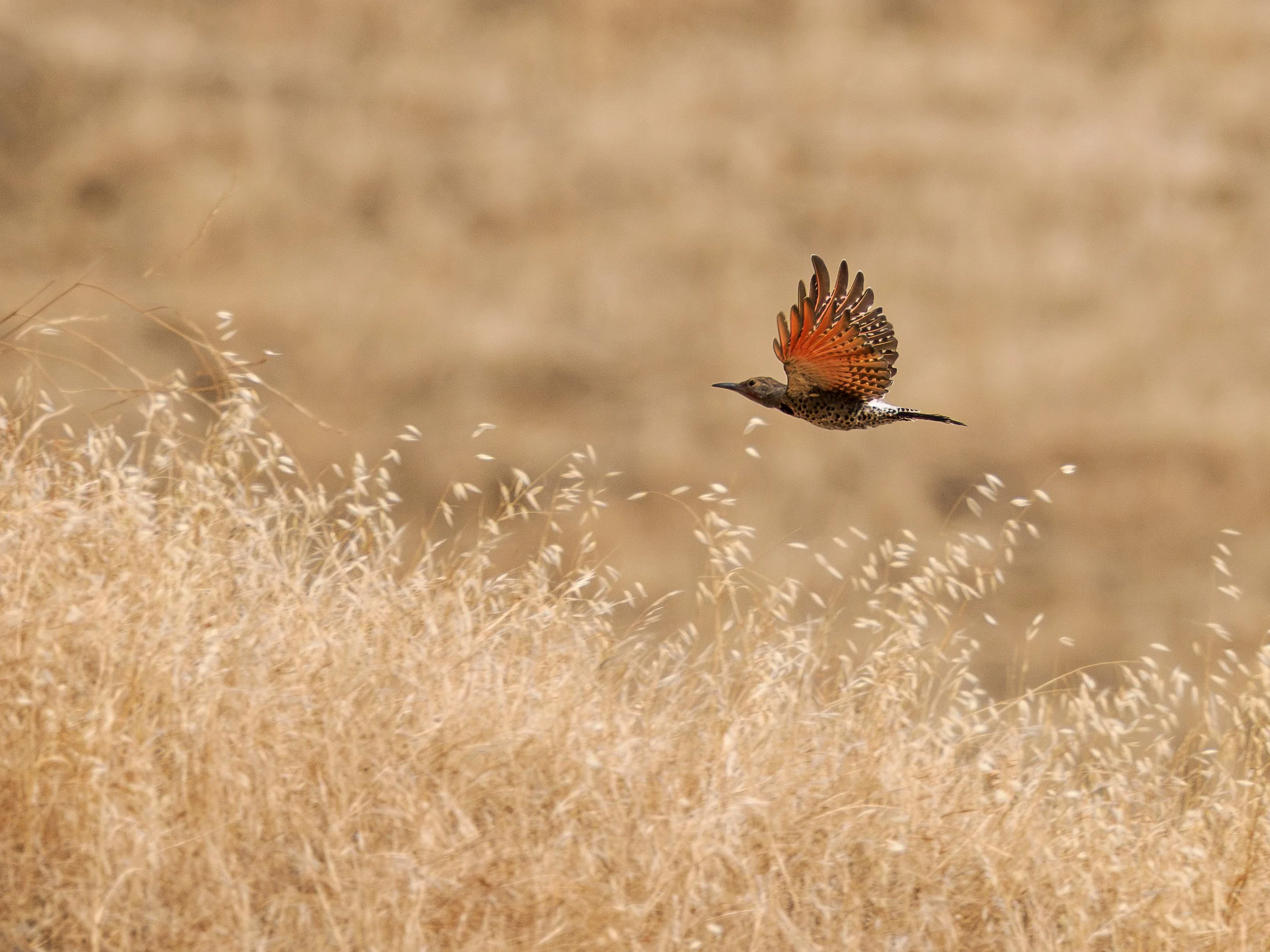 northern flicker.jpg