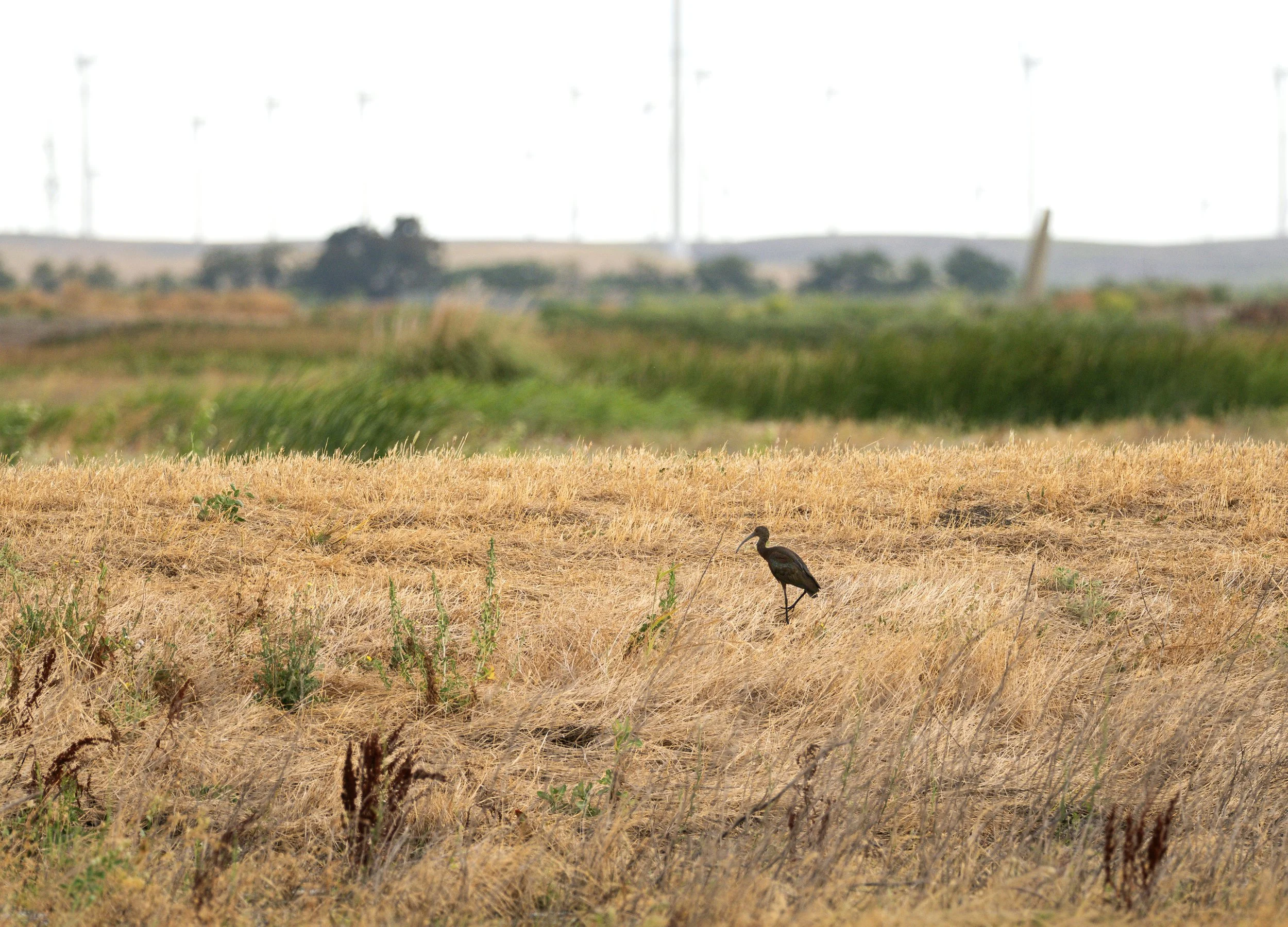 white-faced ibis 2.jpg