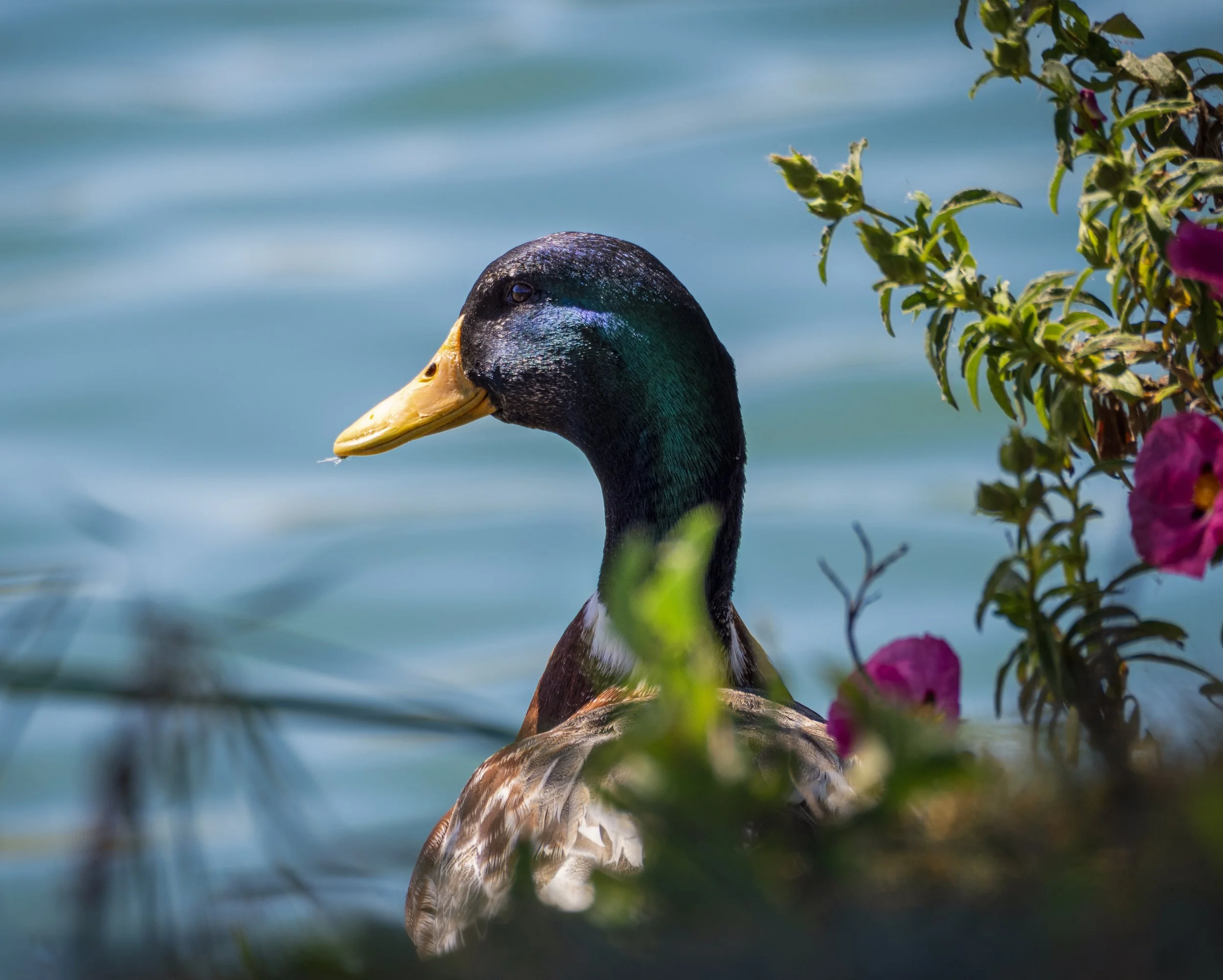 mallard 5.jpg