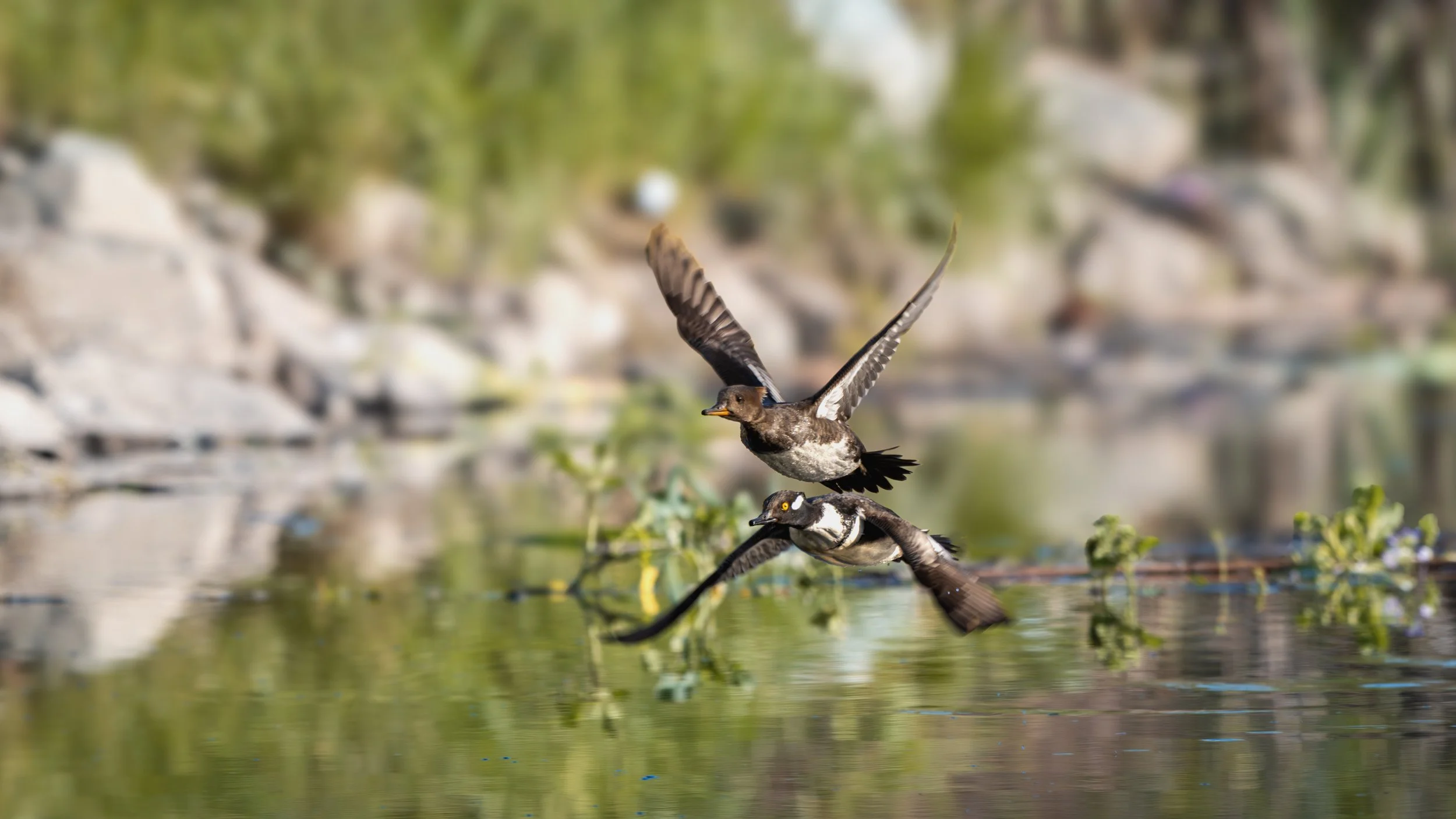 hooded merganser.jpg