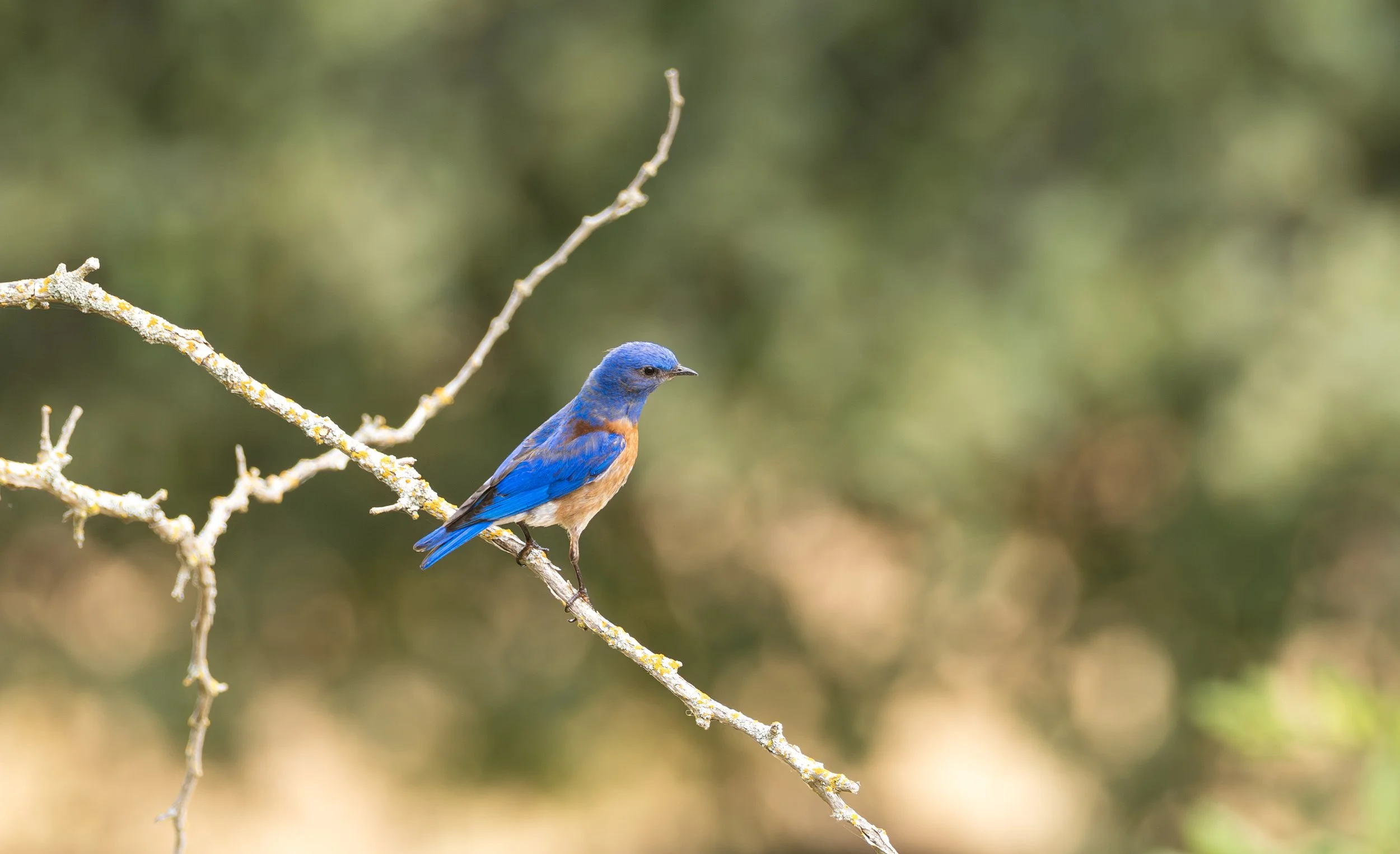 northern bluebird 3.jpg