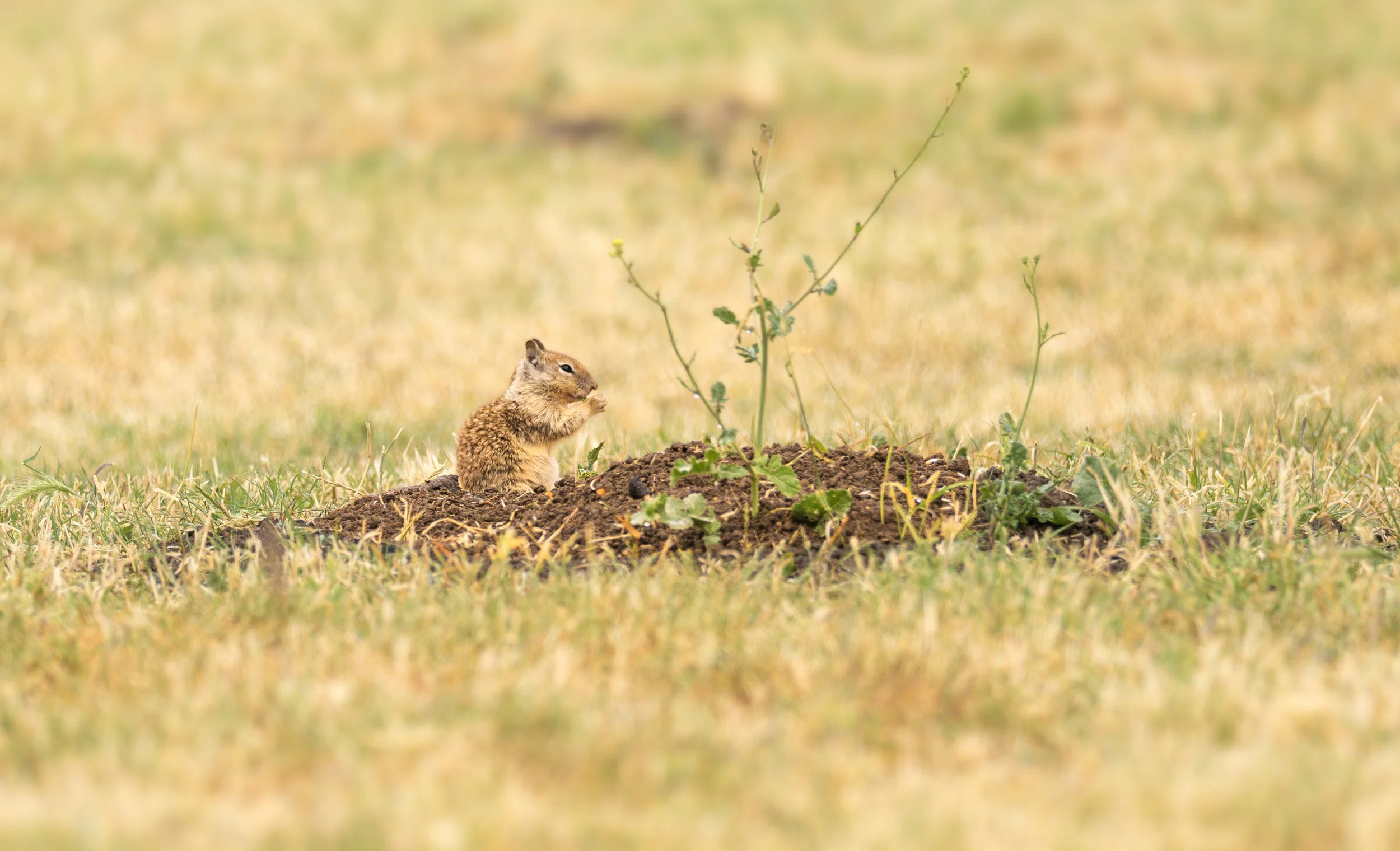 baby ground squirel.jpg