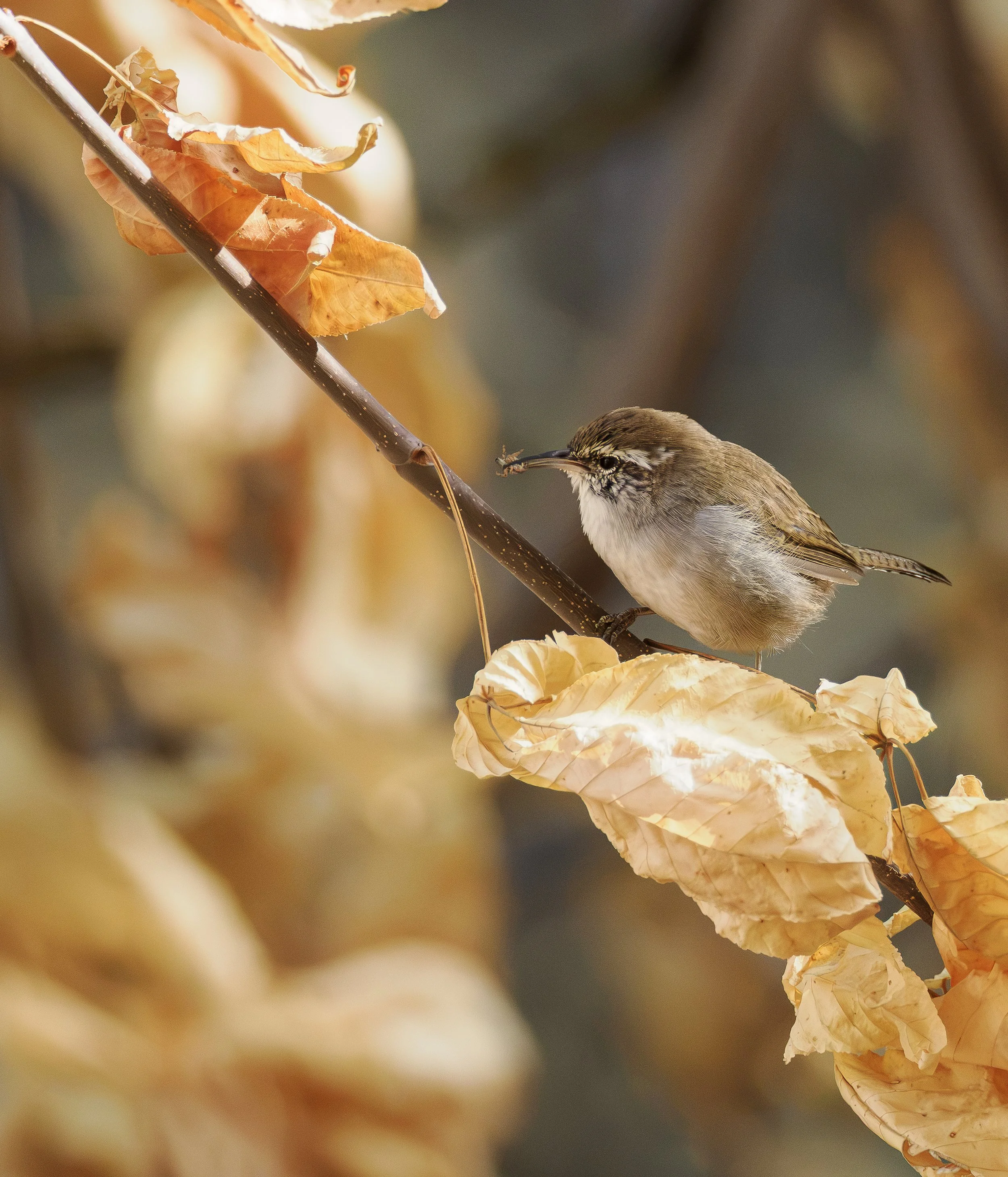 Bewick's wren.jpg