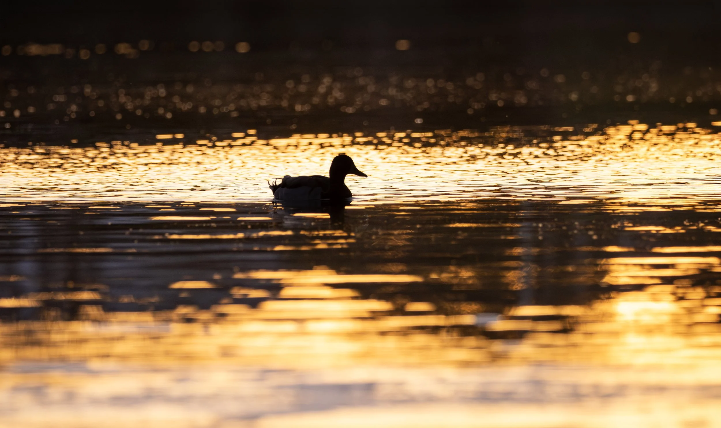sunset birds 7.jpg