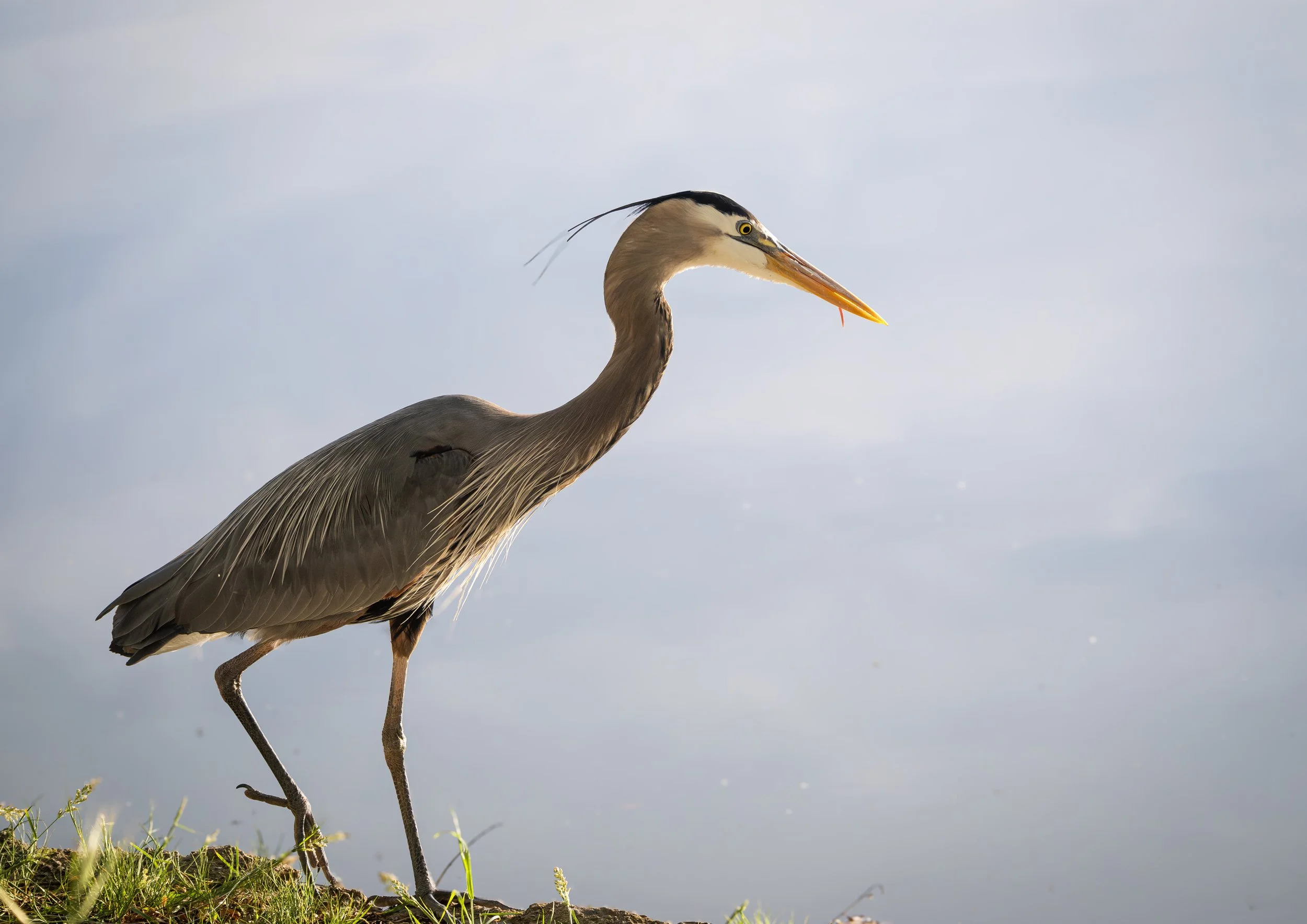 blue heron 2.jpg