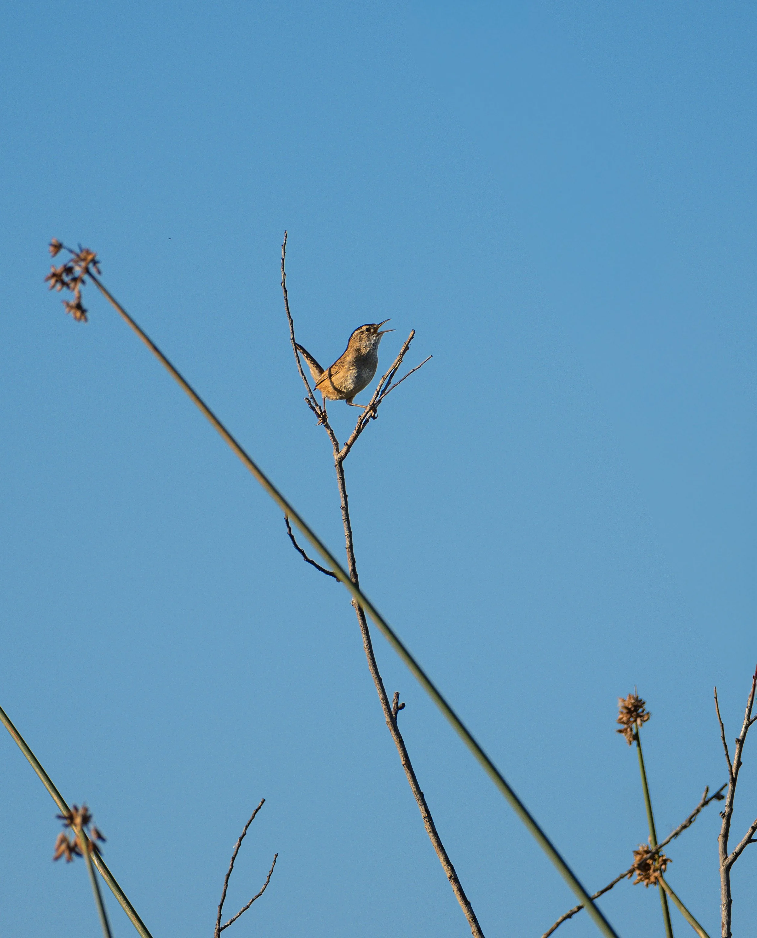 marsh wren 2.jpg
