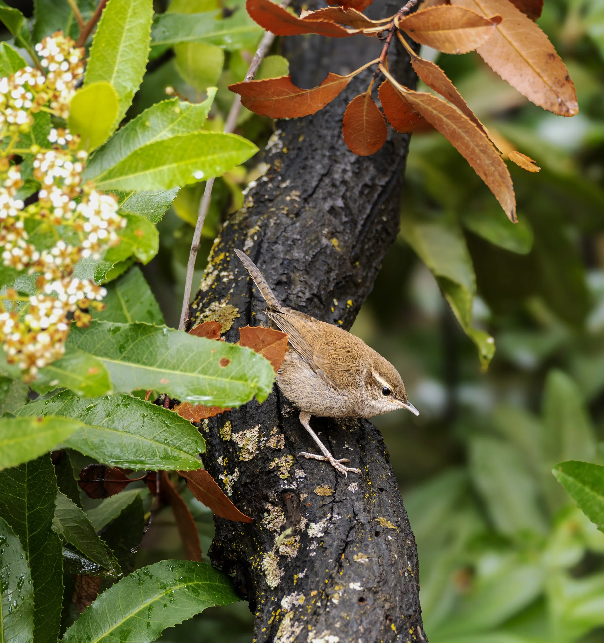 Bewick's wren.jpg