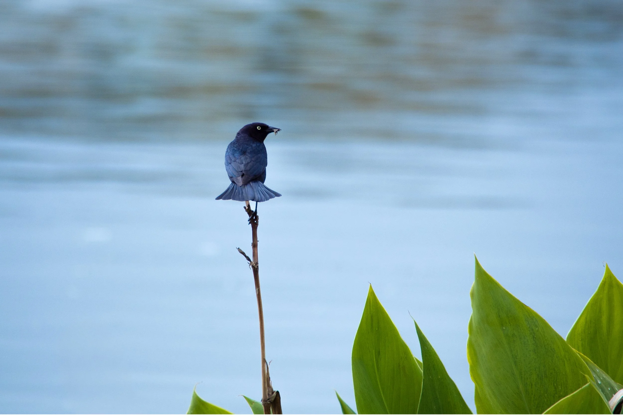 Brewer's Blackbird 1.jpg
