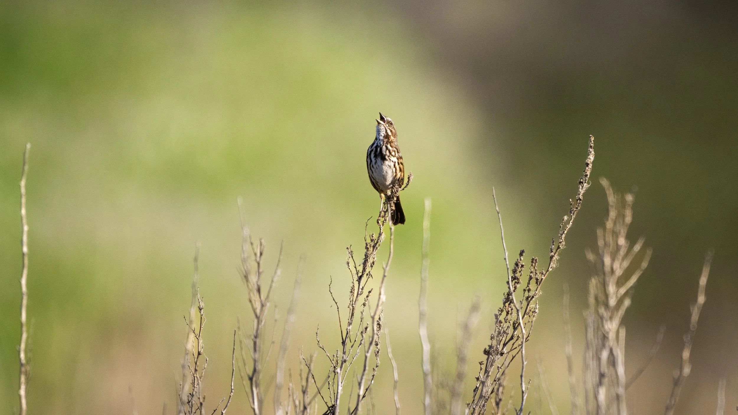 song sparrow.jpg