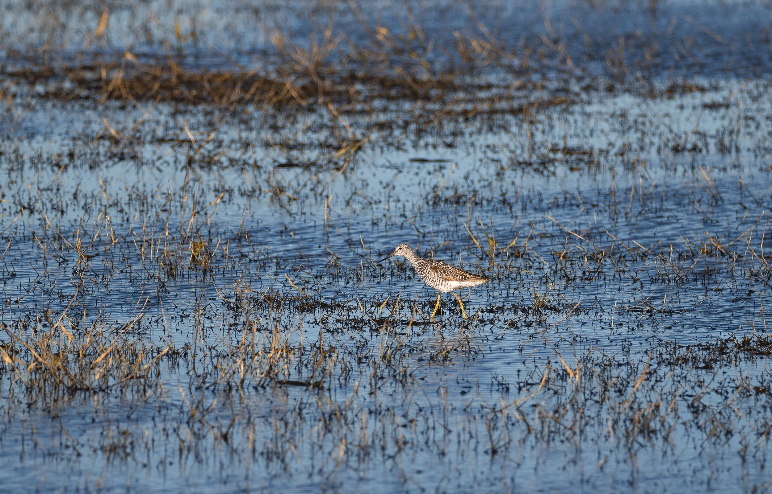 yellow legs 1.jpg