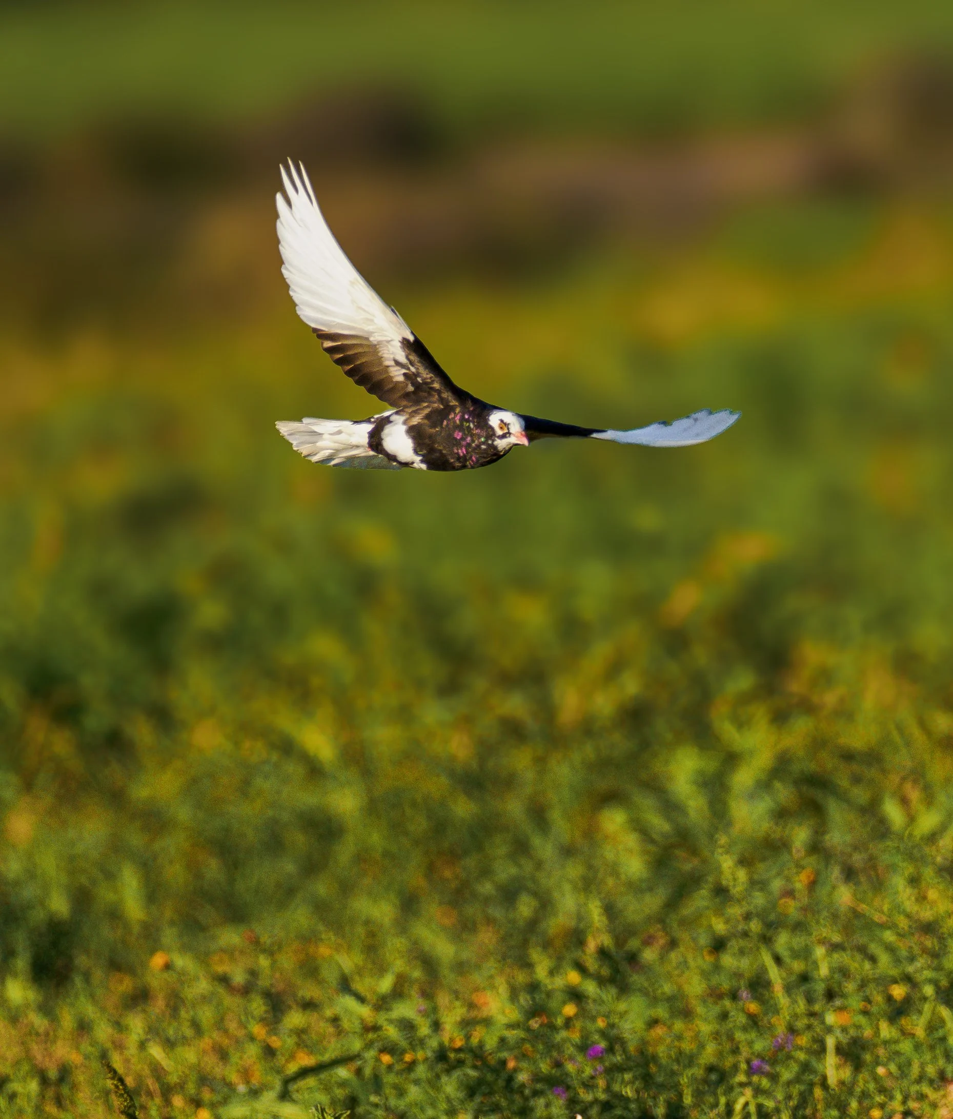 rock pigeon 5.jpg