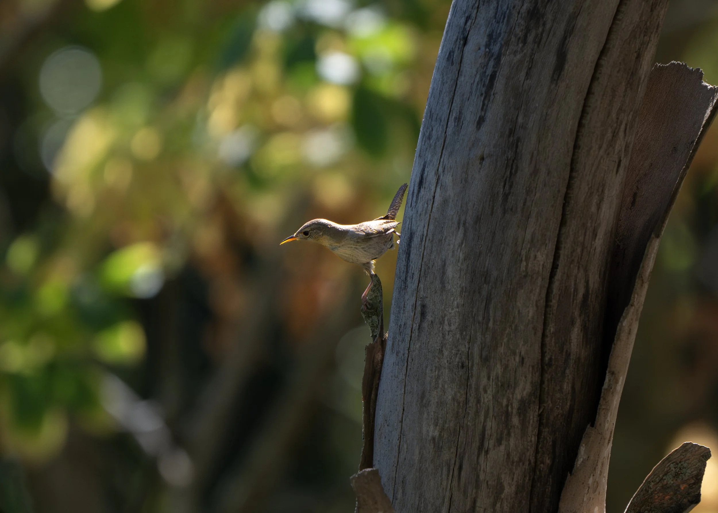 house wren 5.jpg