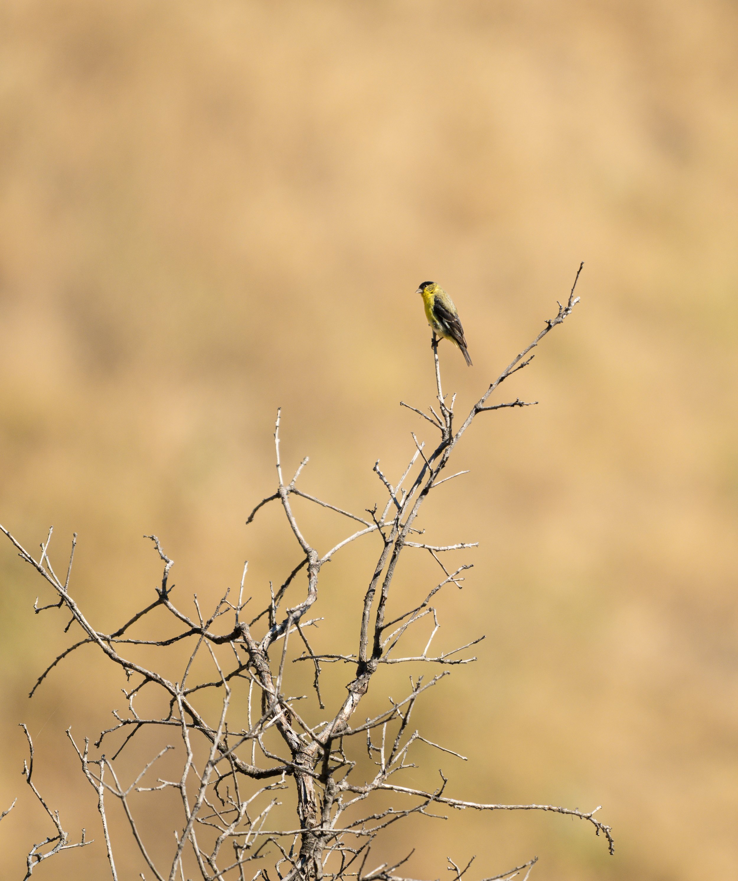 lesser_goldfinch.jpg