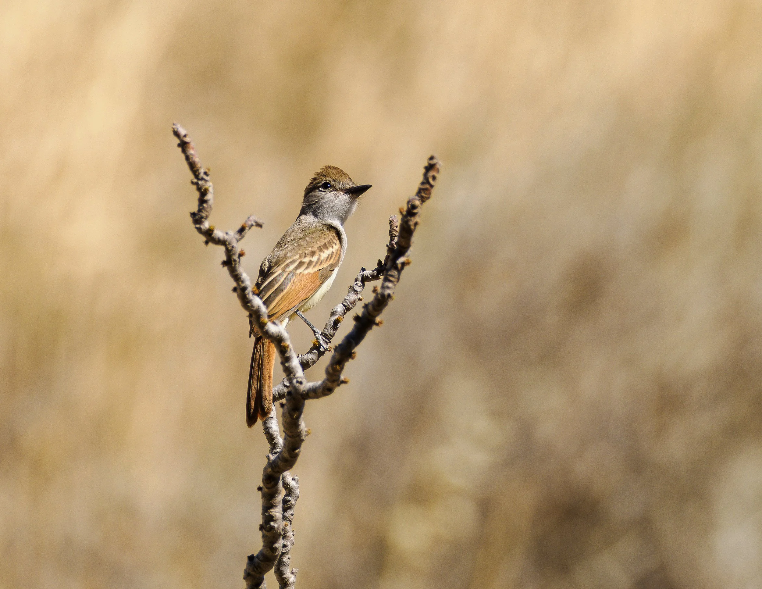 ash-throat flycatcher 6.jpg