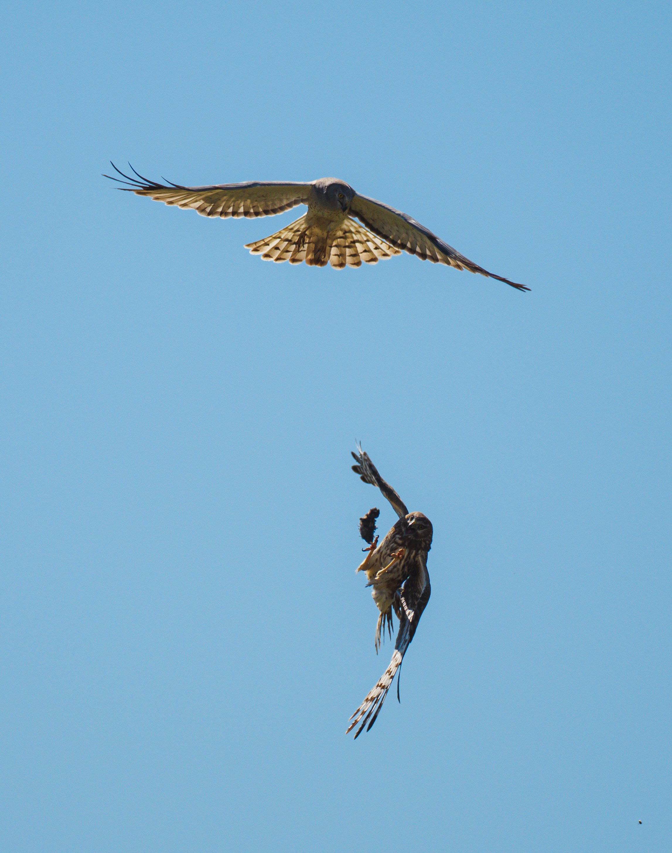 northern harriers 4.jpg