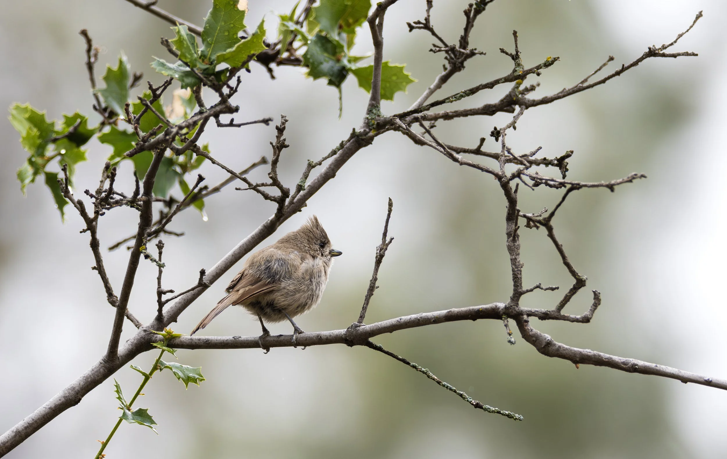 oak titmouse 3.jpg
