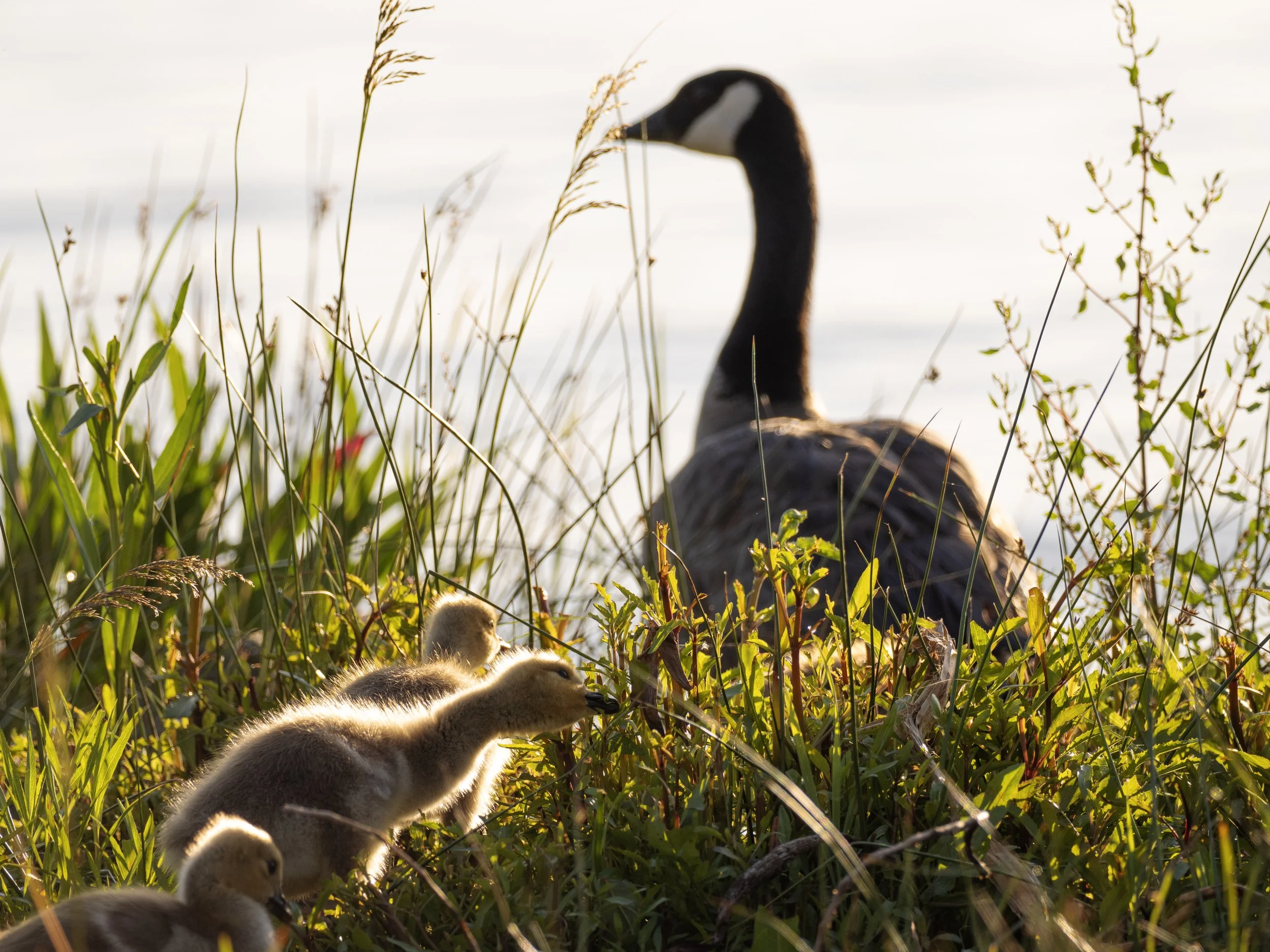 geese family 1.jpg