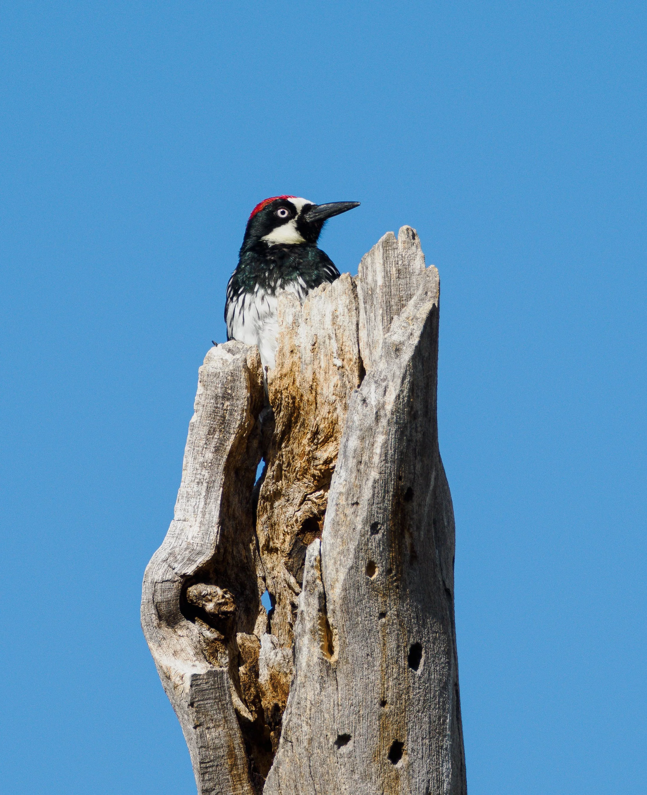 accord woodpecker 13.jpg
