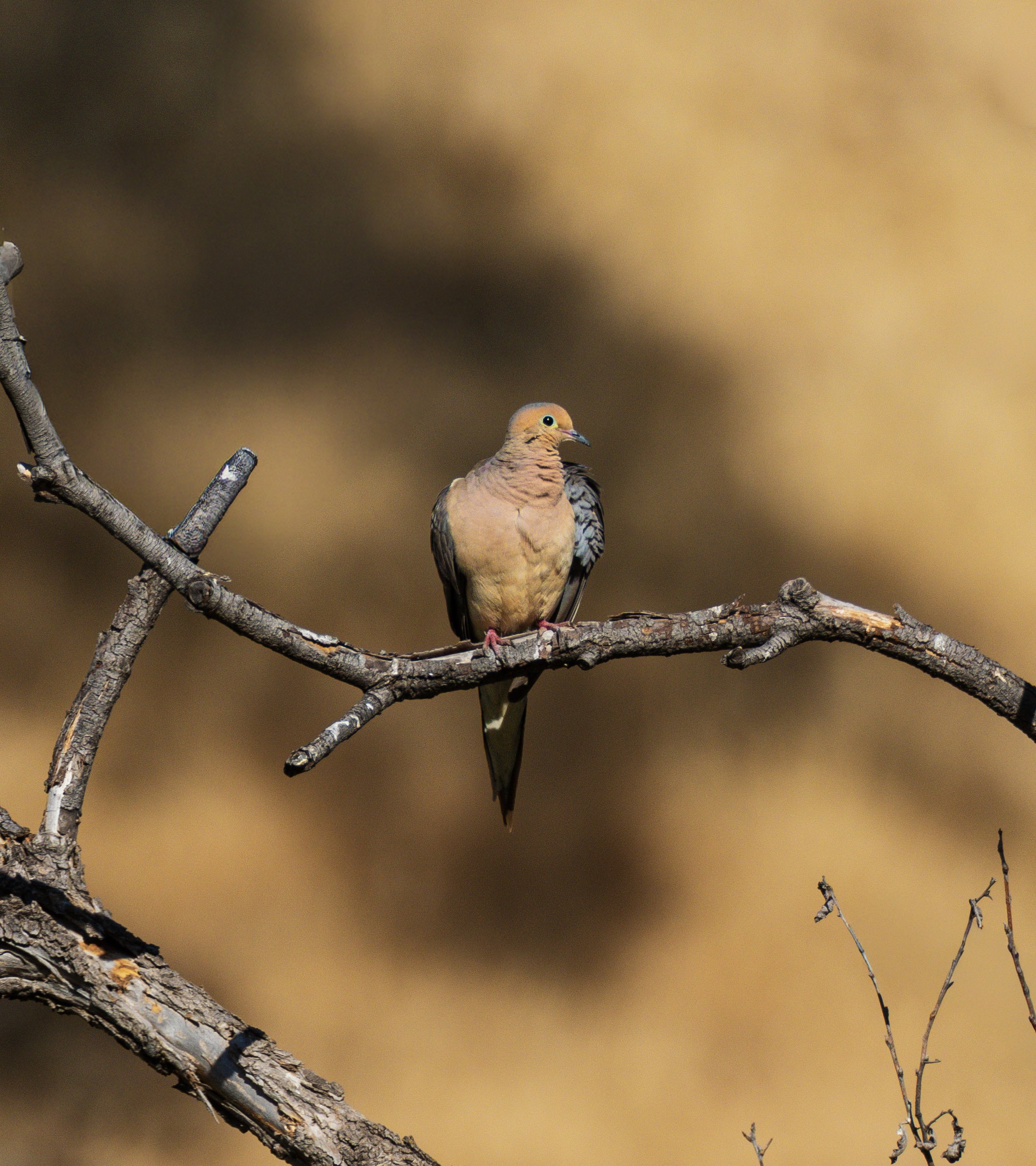 mourning dove.jpg