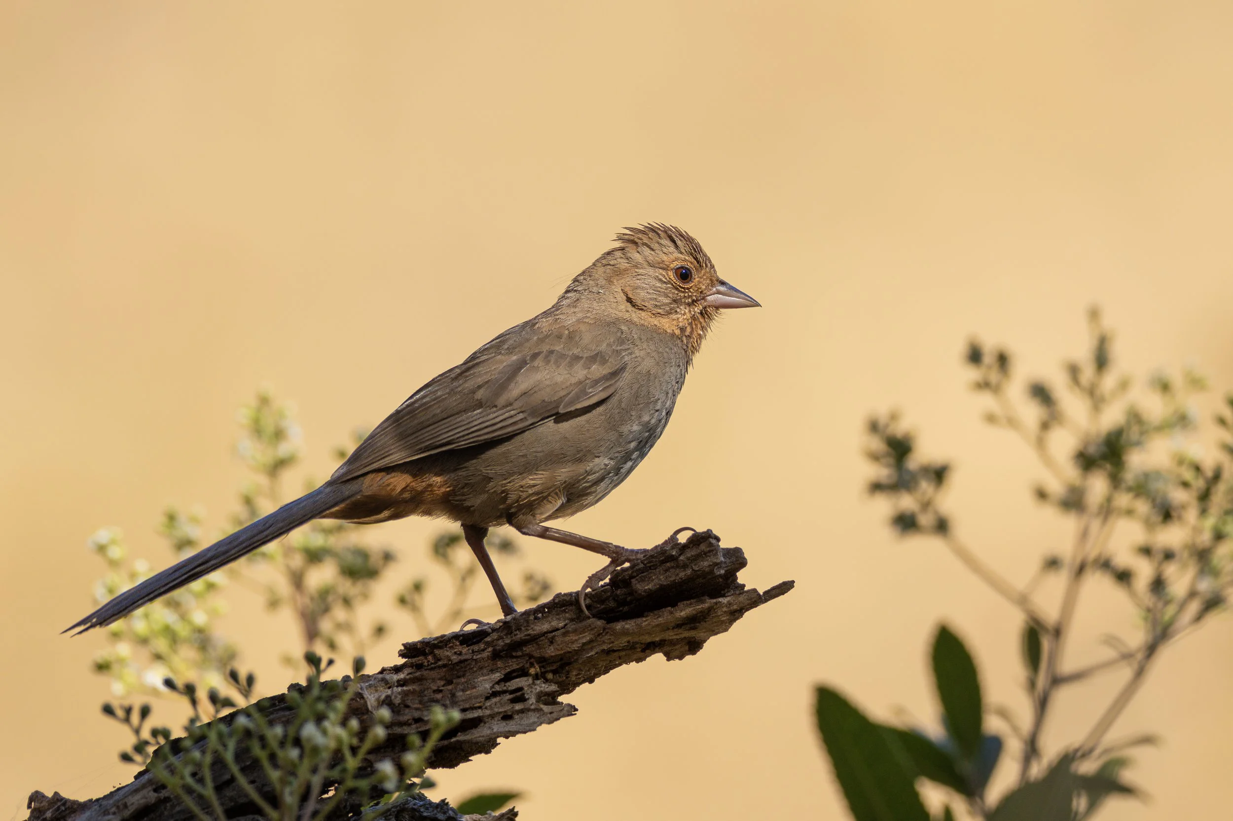cowbird 2 (p).jpg