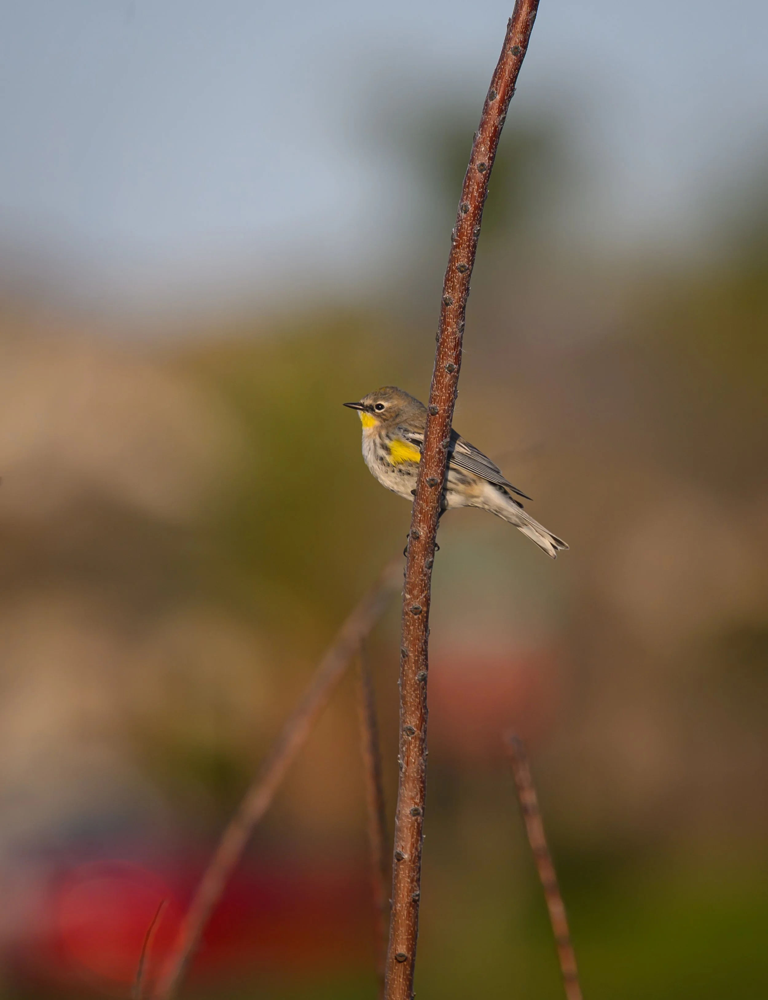 yellow rumped warbler .jpg