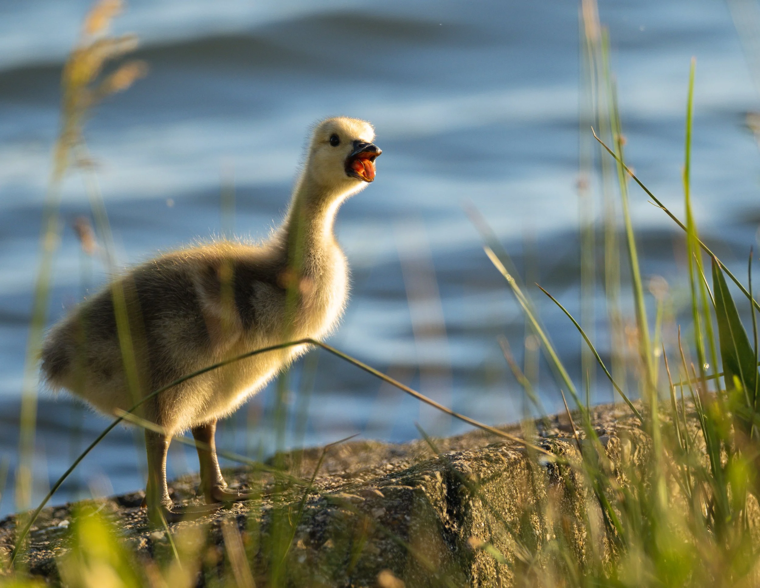 geese chick 2.jpg