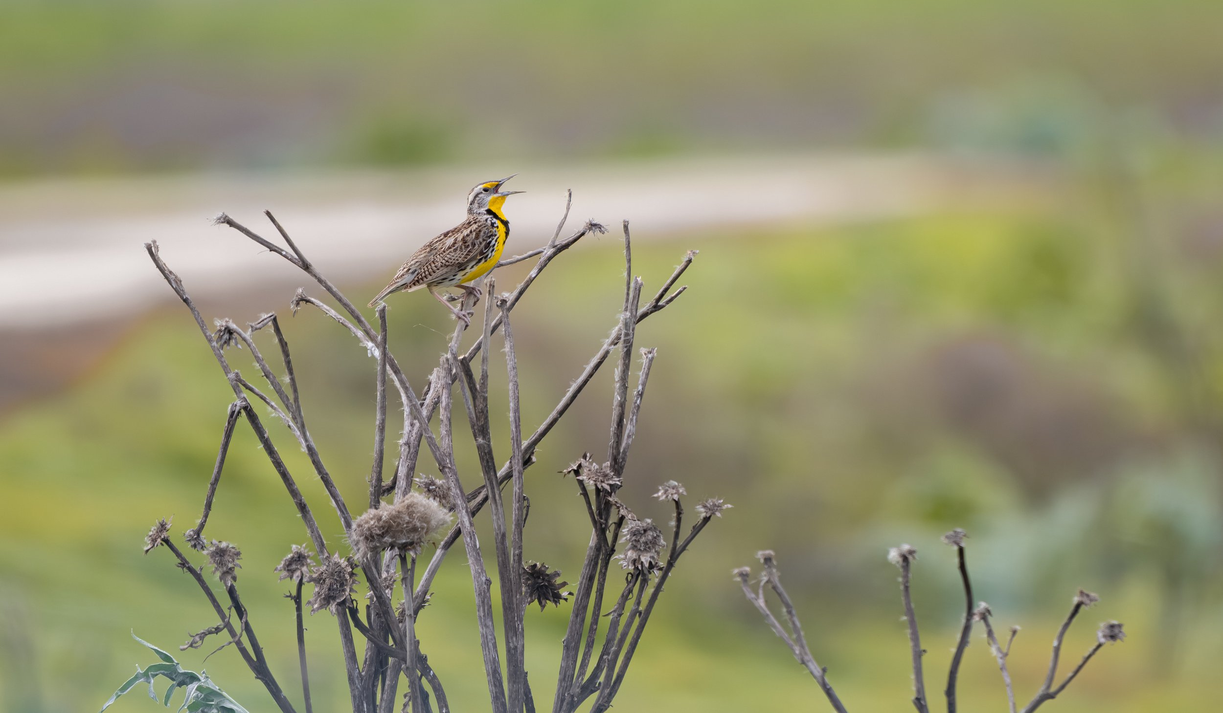 meadowlark 4.jpg