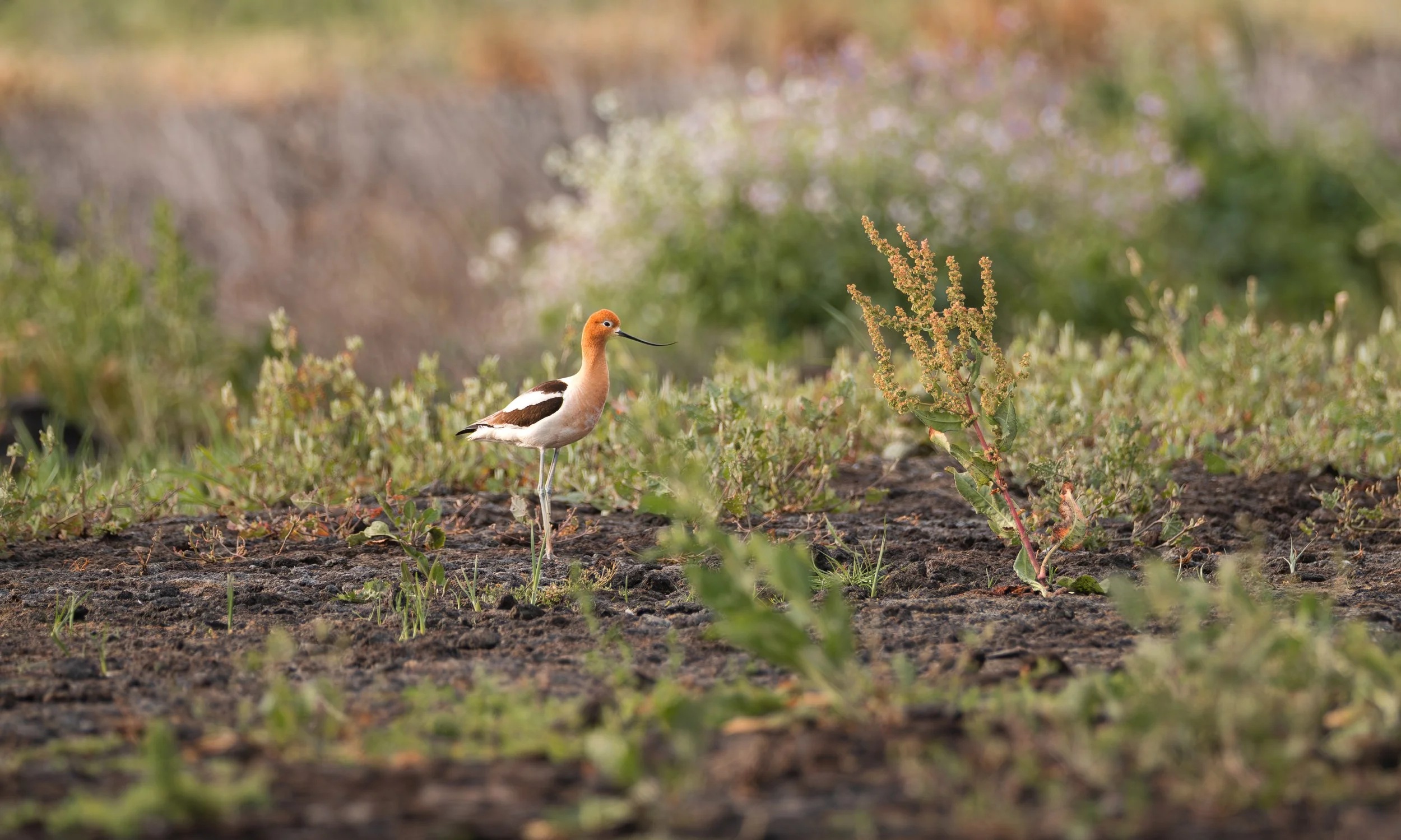 avocet 6.jpg