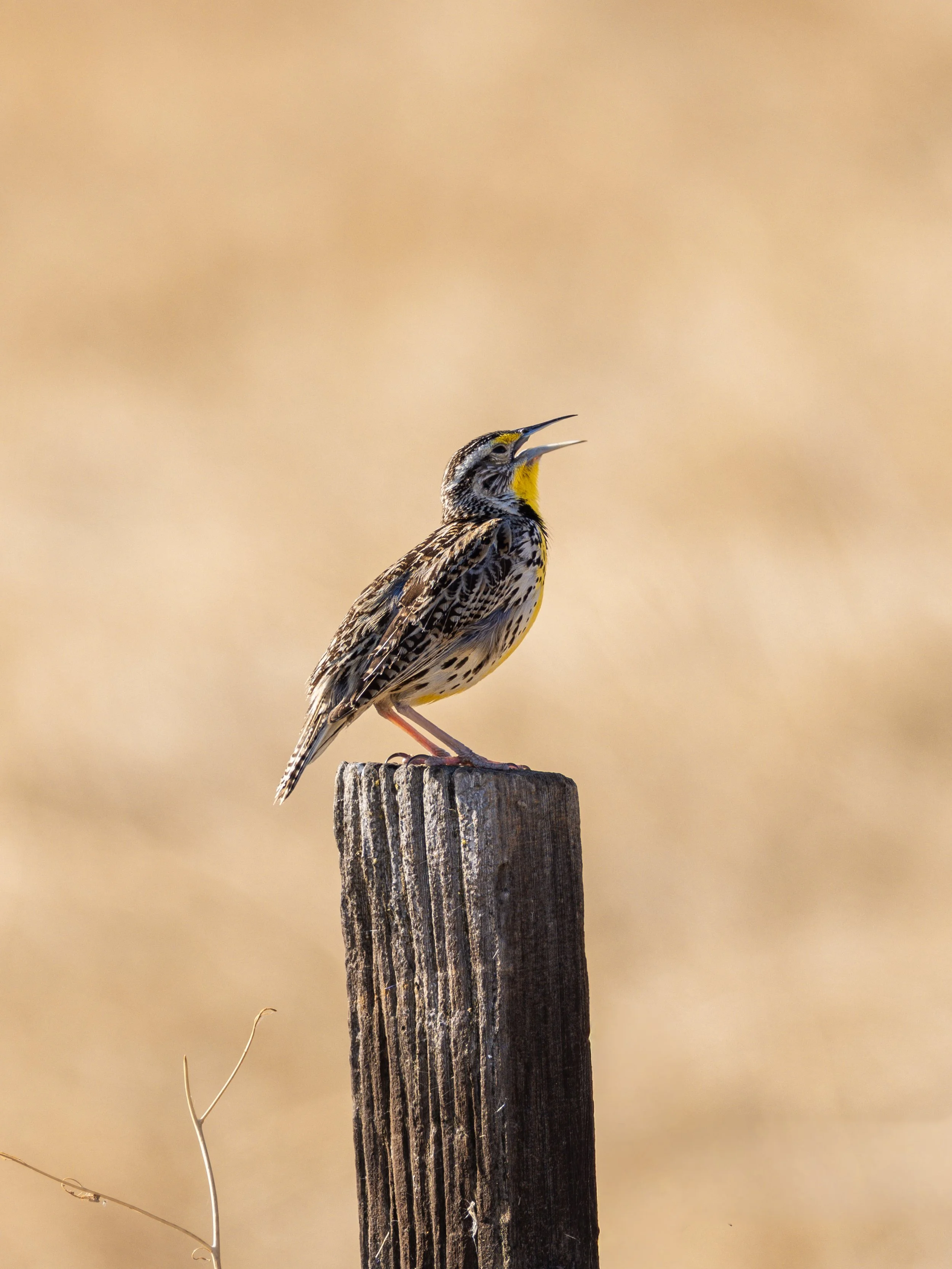 meadowlark.jpg