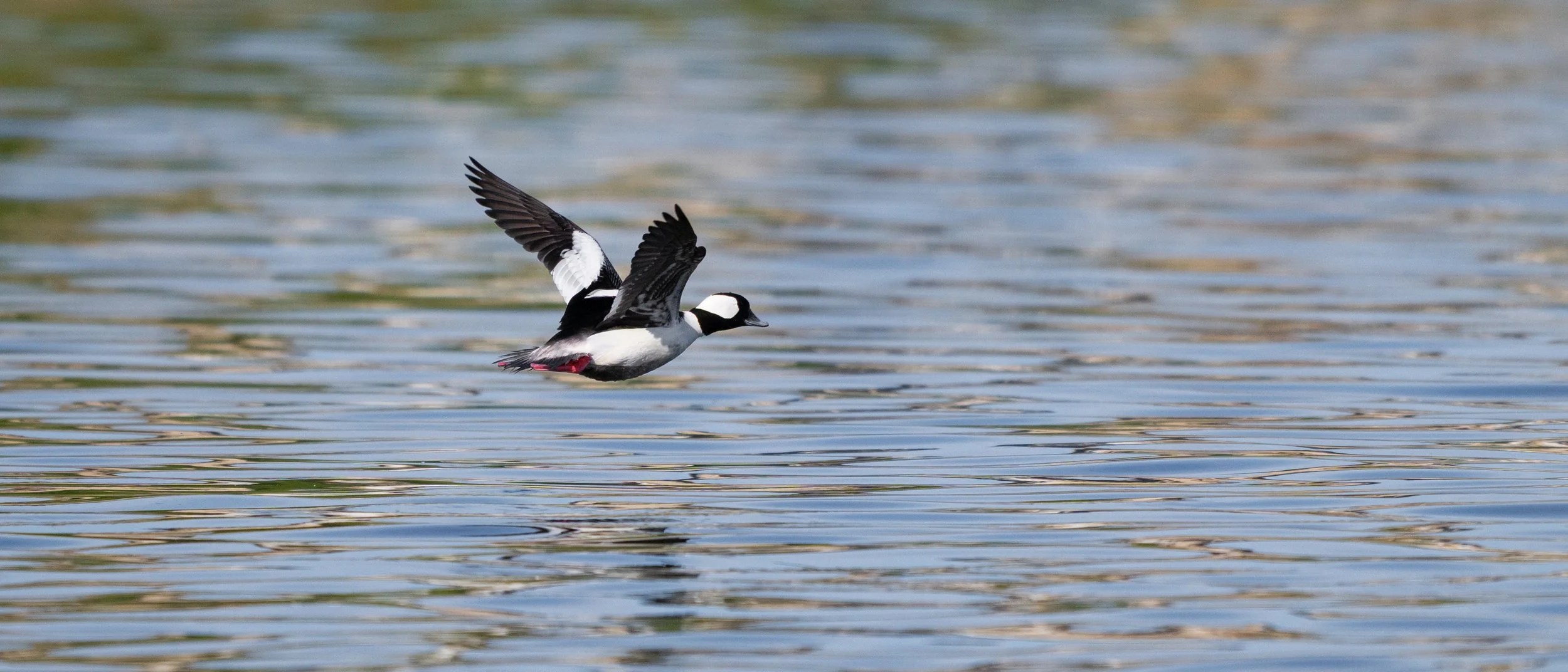 bufflehead in flight.jpg