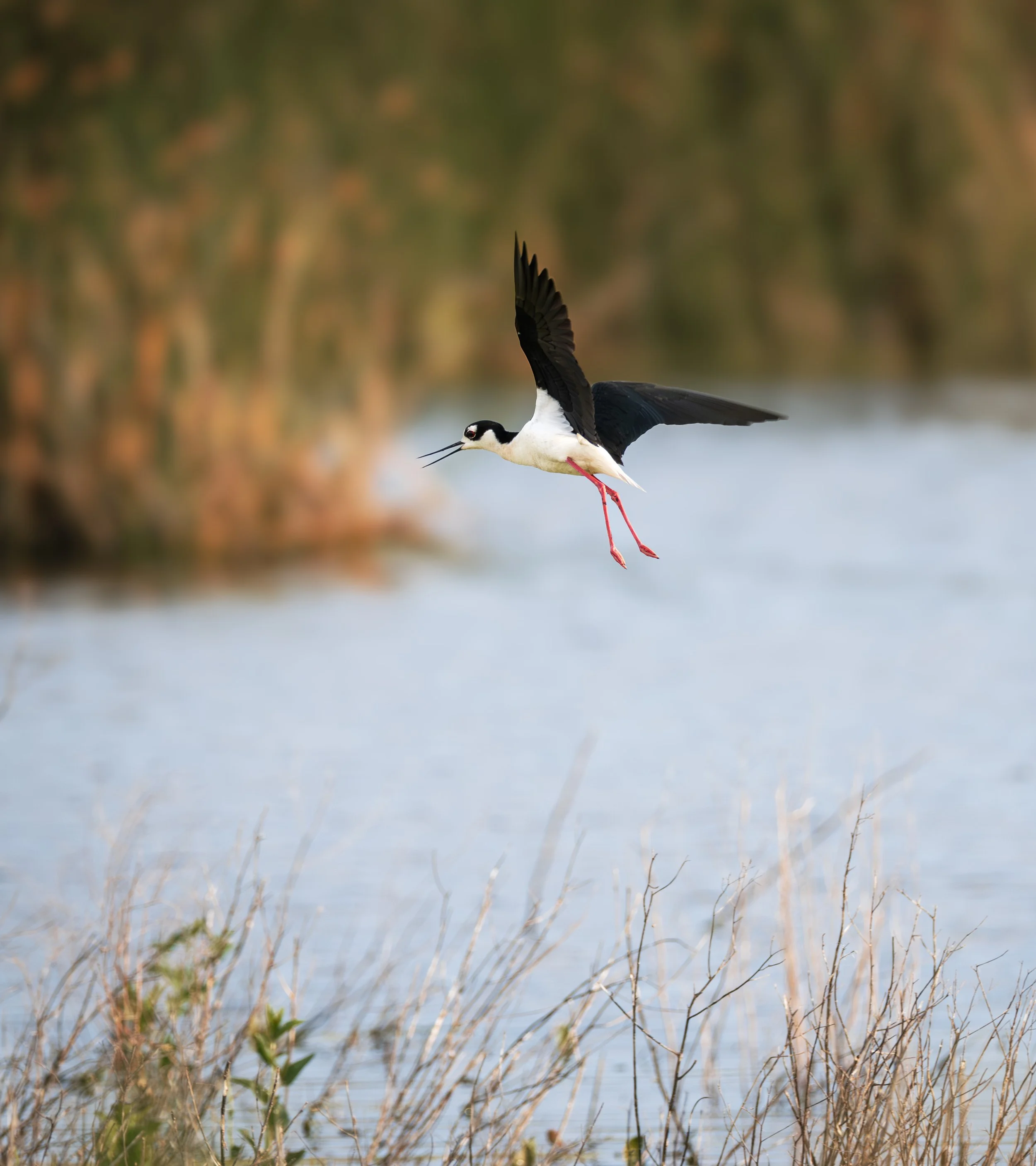 black-necked stilt 2.jpg