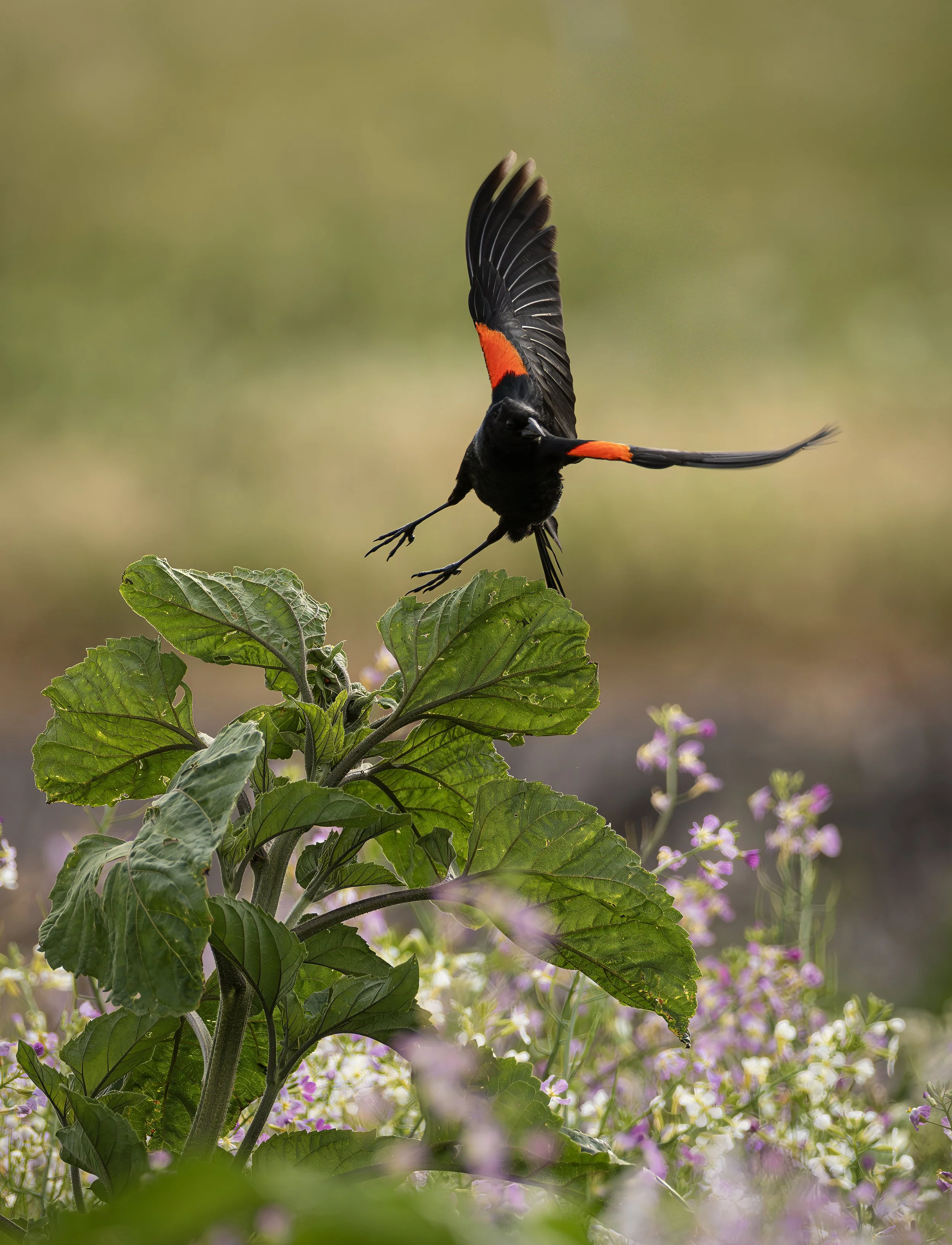 red shoulder blackbird 2.jpg