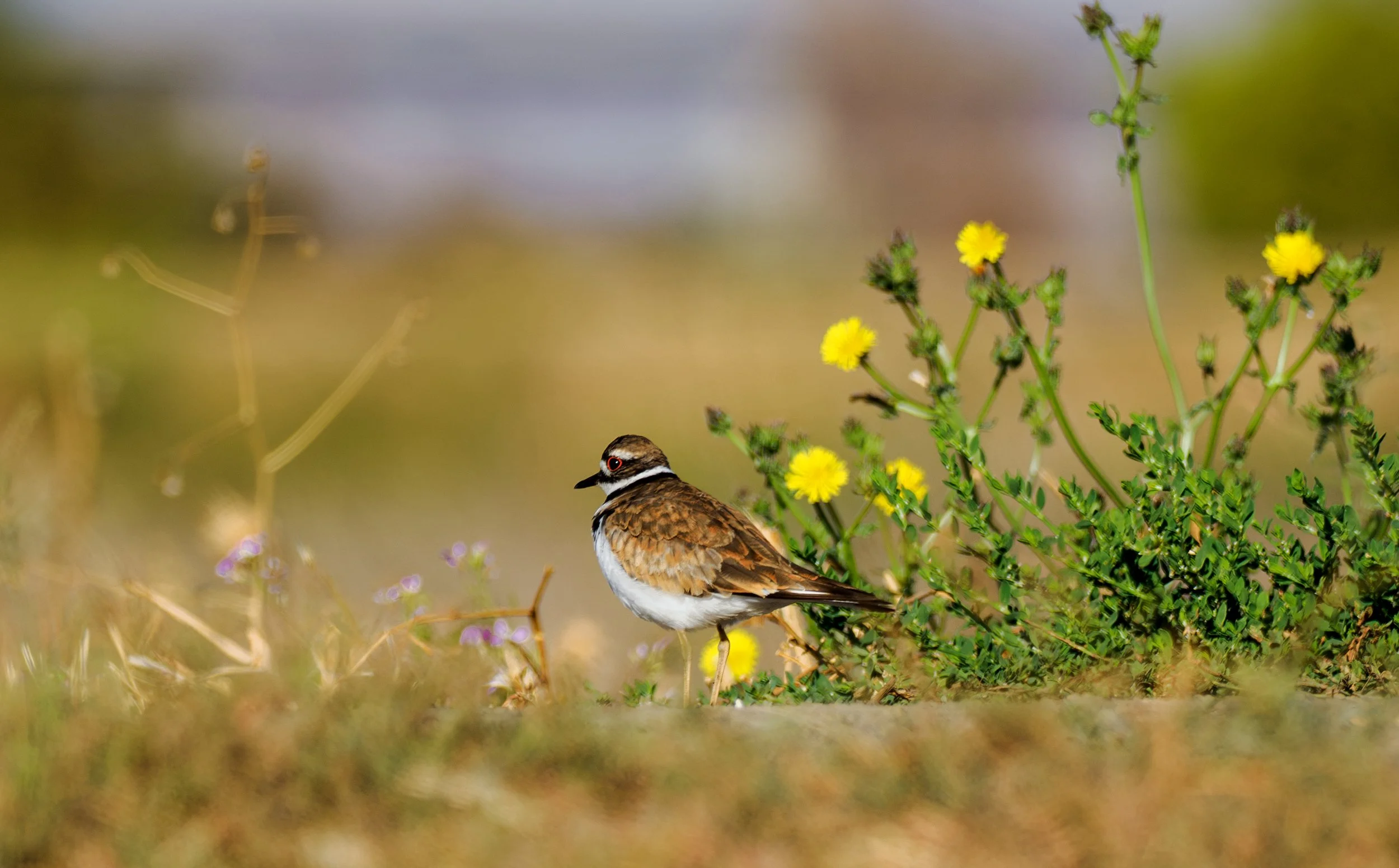 kildeer 4.jpg