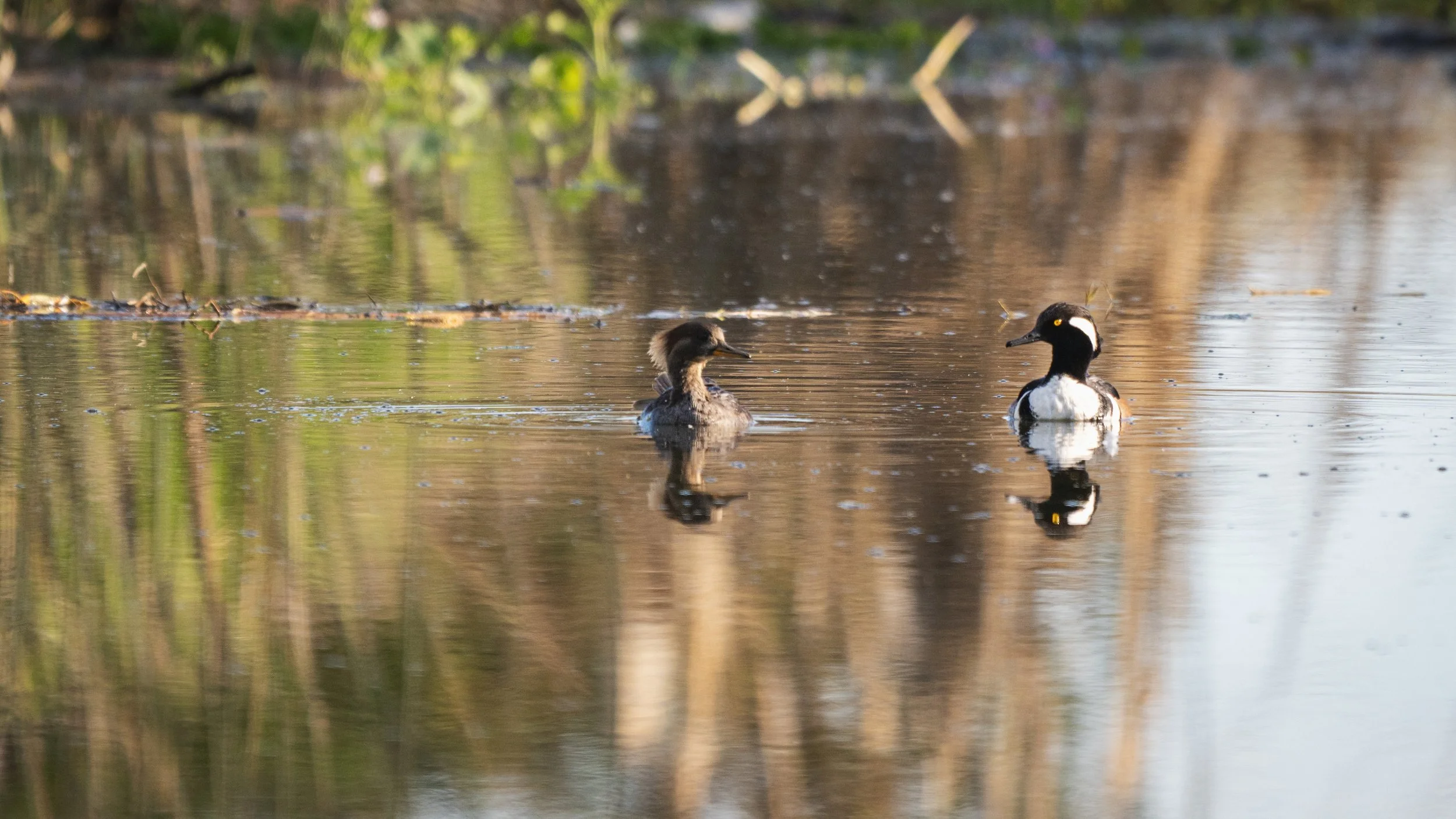 hooded merganser 5.jpg