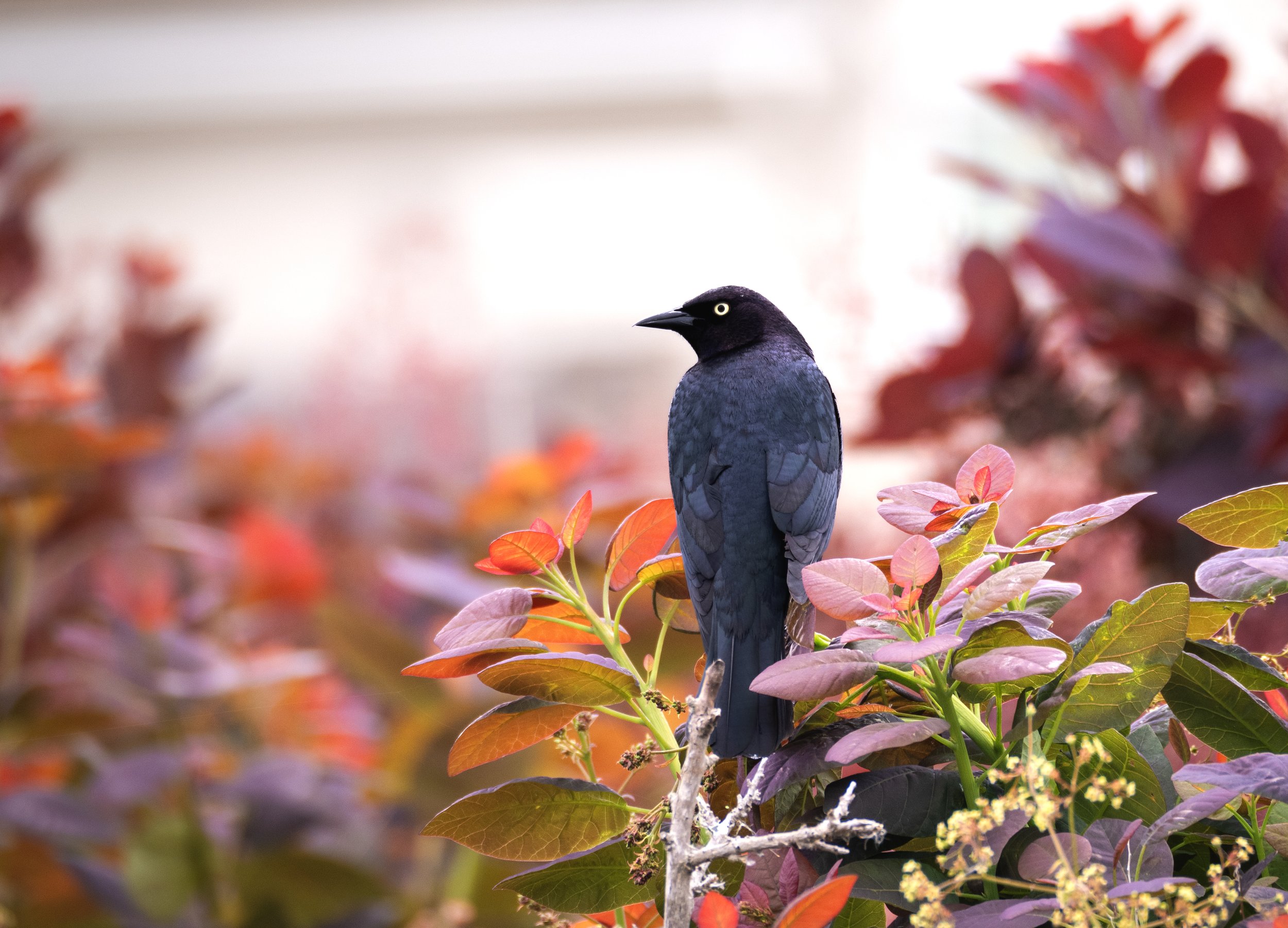 Brewer's Blackbird 9.jpg