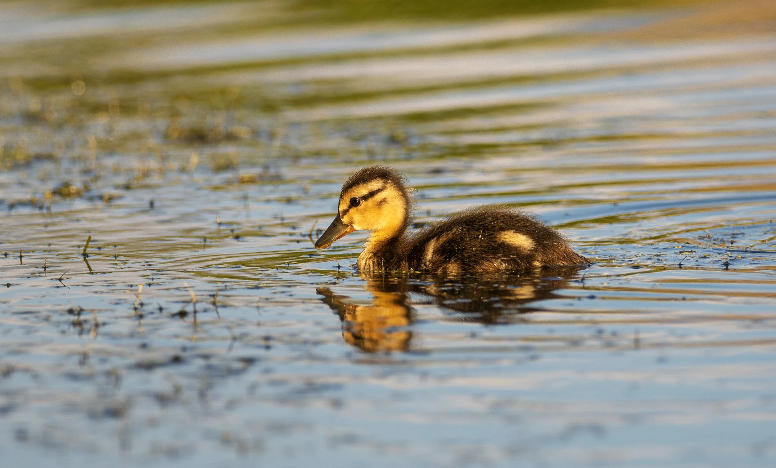 mallard chick 2.jpg